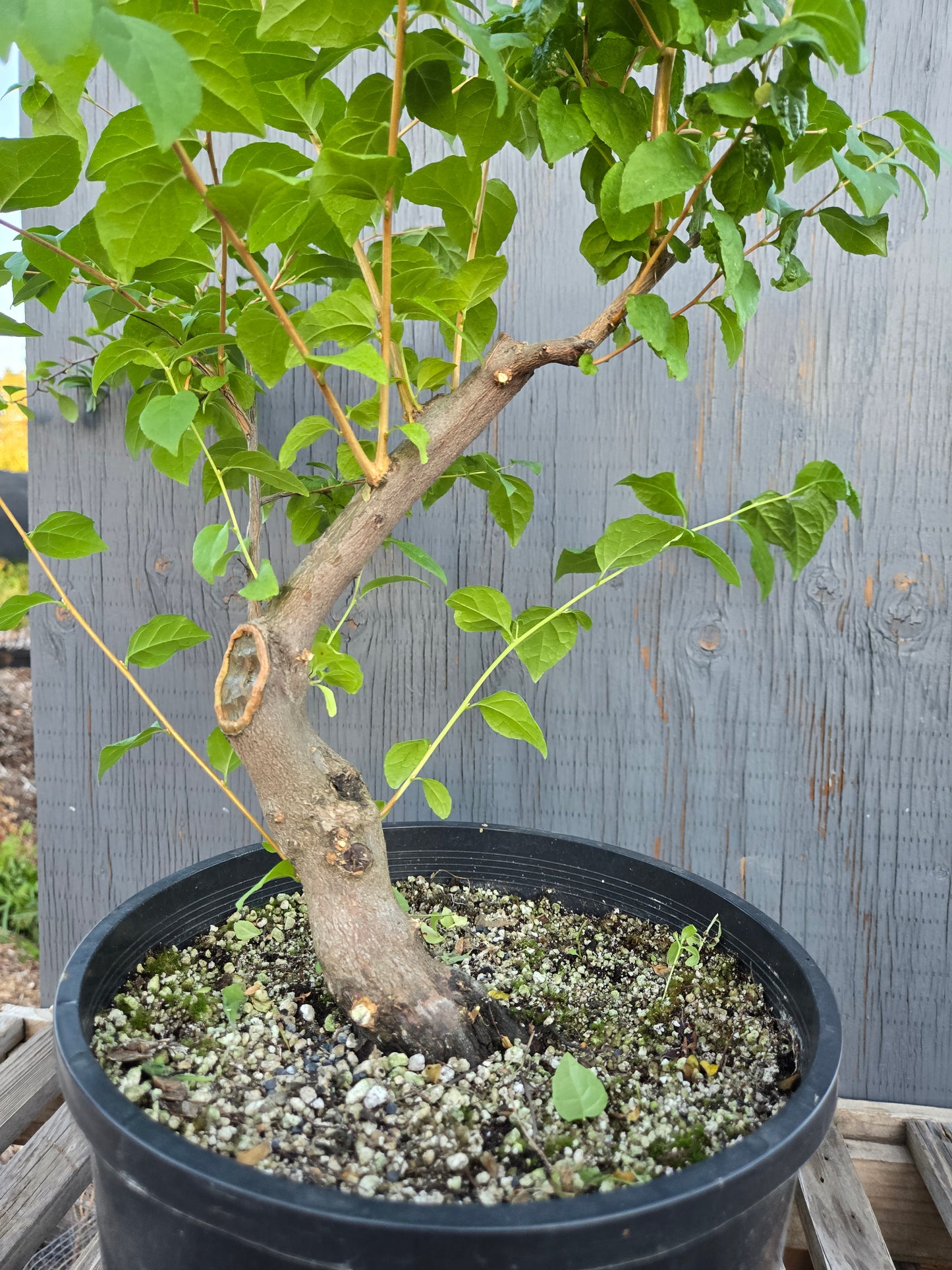 Field grown Formosan Styrax, Form 9