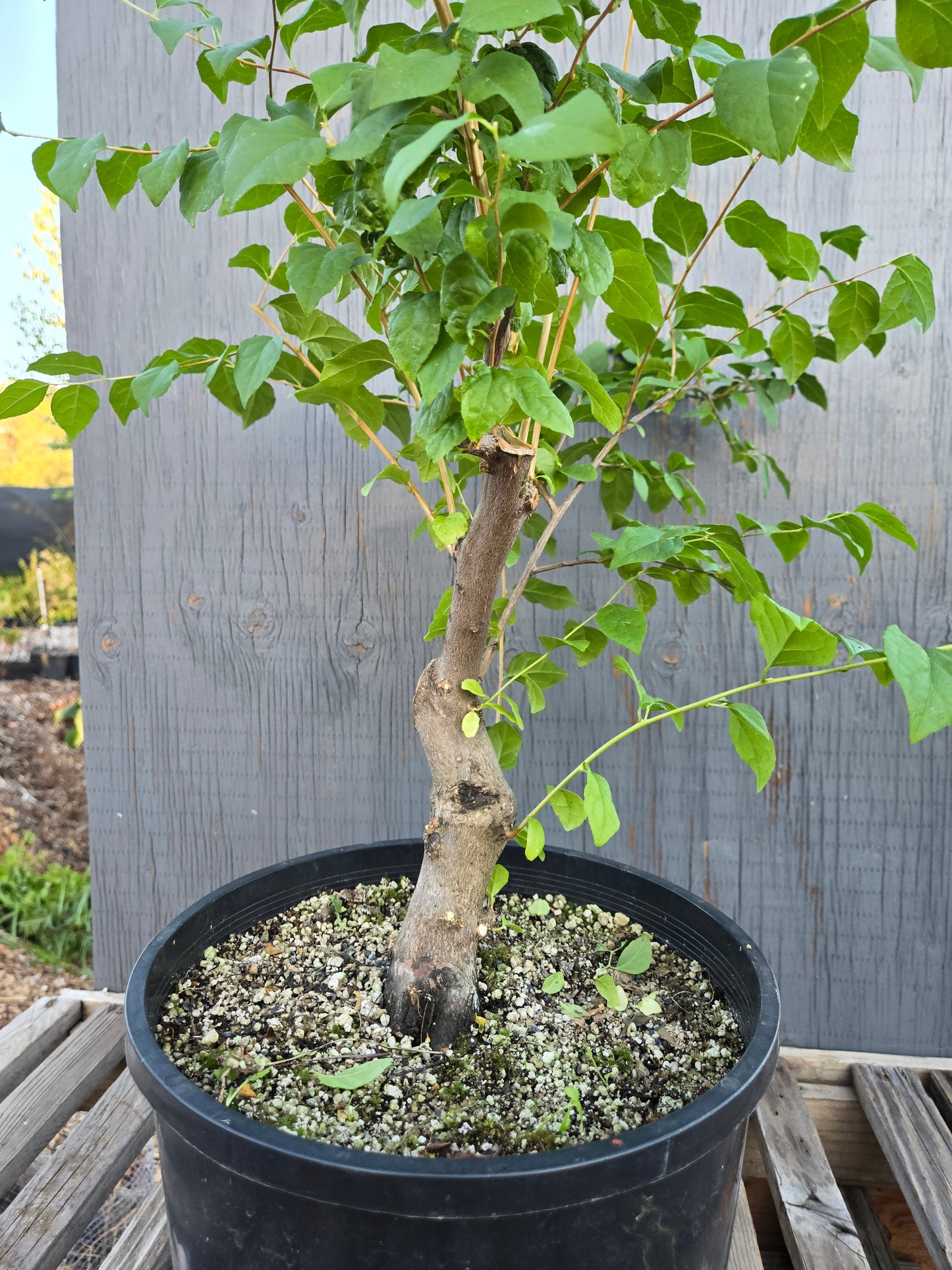 Field grown Formosan Styrax, Form 9
