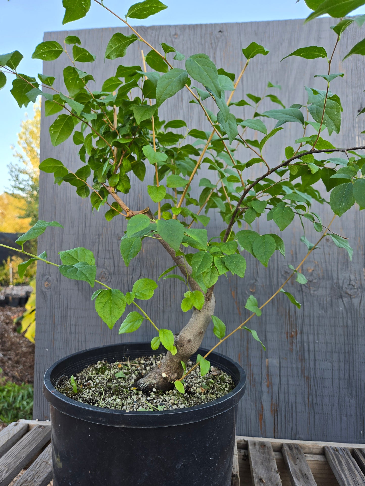 Field grown Formosan Styrax, Form 9