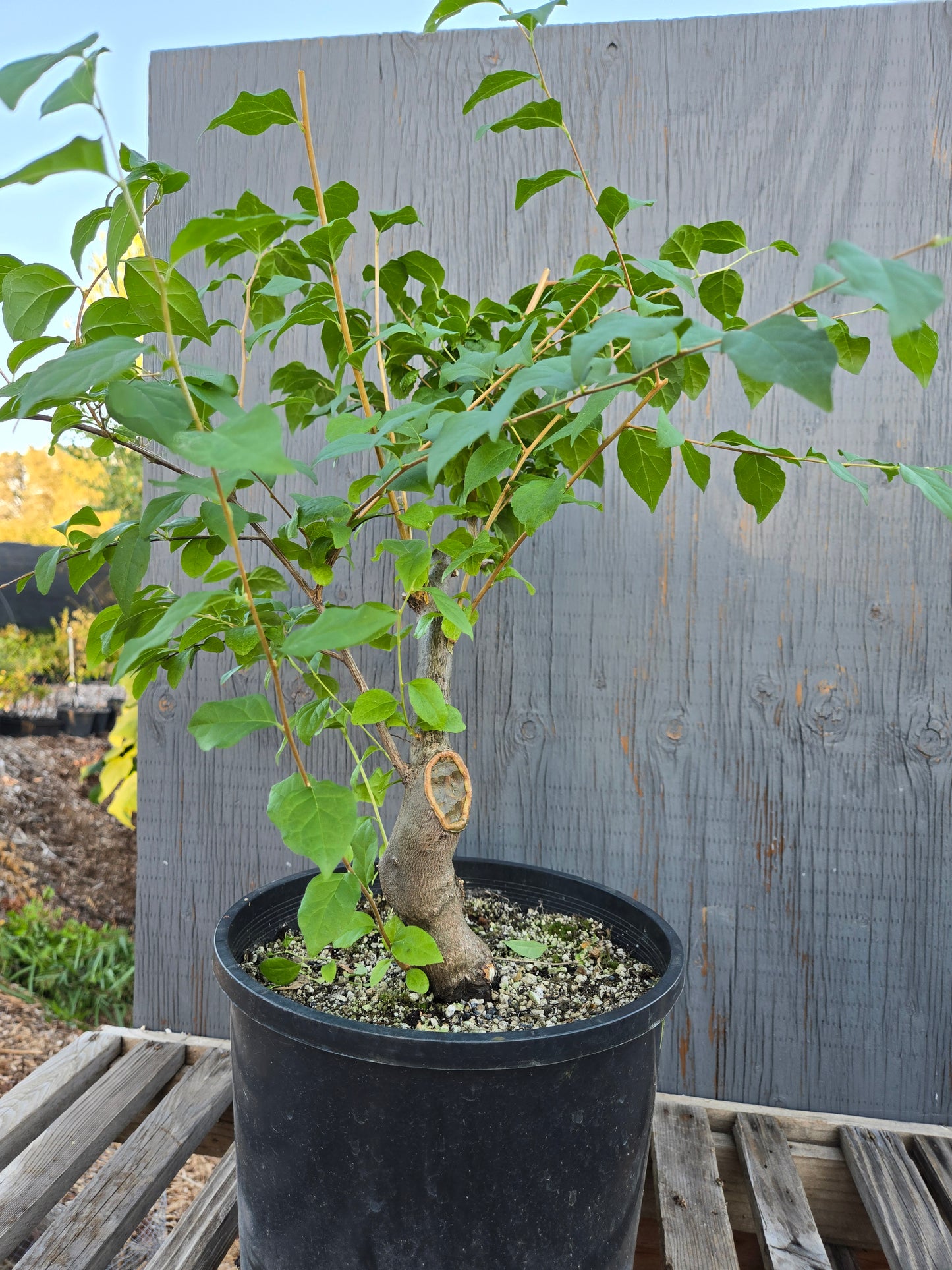 Field grown Formosan Styrax, Form 9