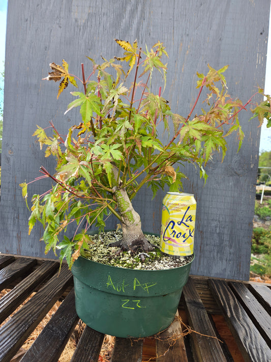 Field Grown Japanese Maple, Acer palmatum. AutAp22