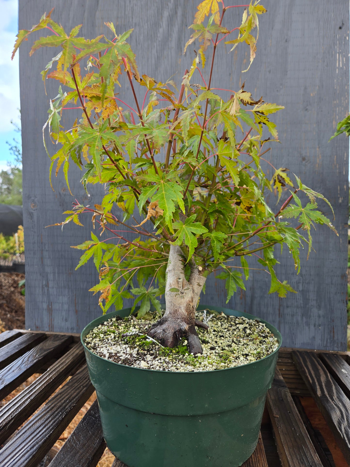 Field Grown Japanese Maple, Acer palmatum. AutAp22