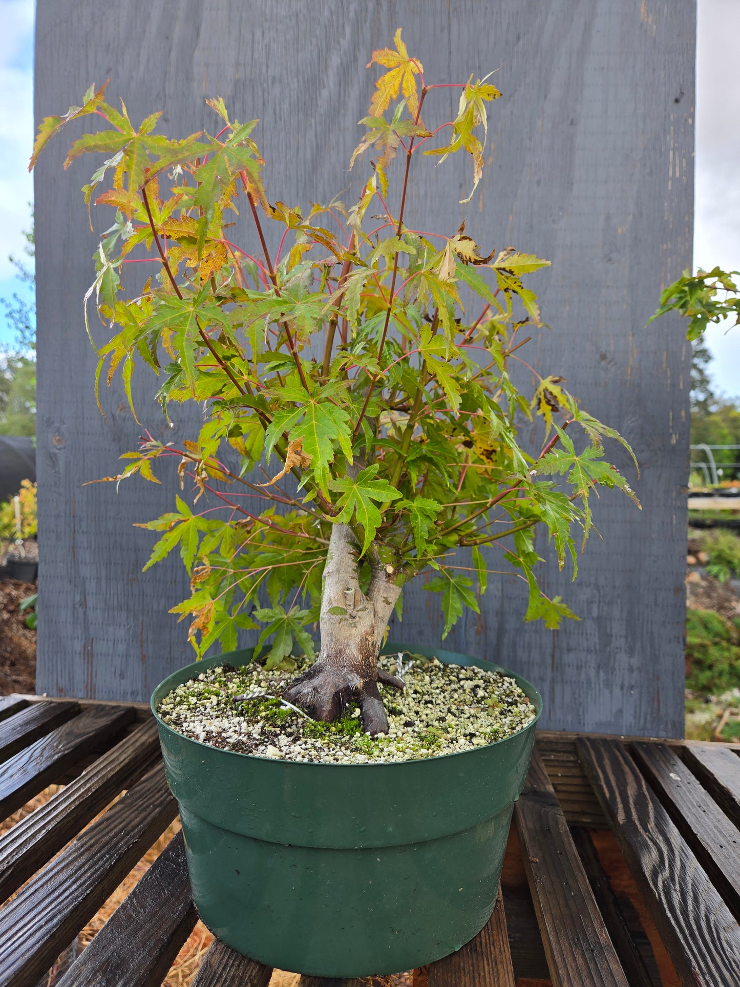 Field Grown Japanese Maple, Acer palmatum. AutAp22
