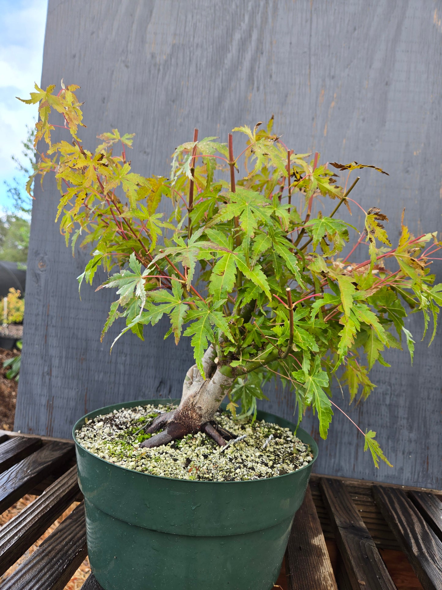 Field Grown Japanese Maple, Acer palmatum. AutAp22