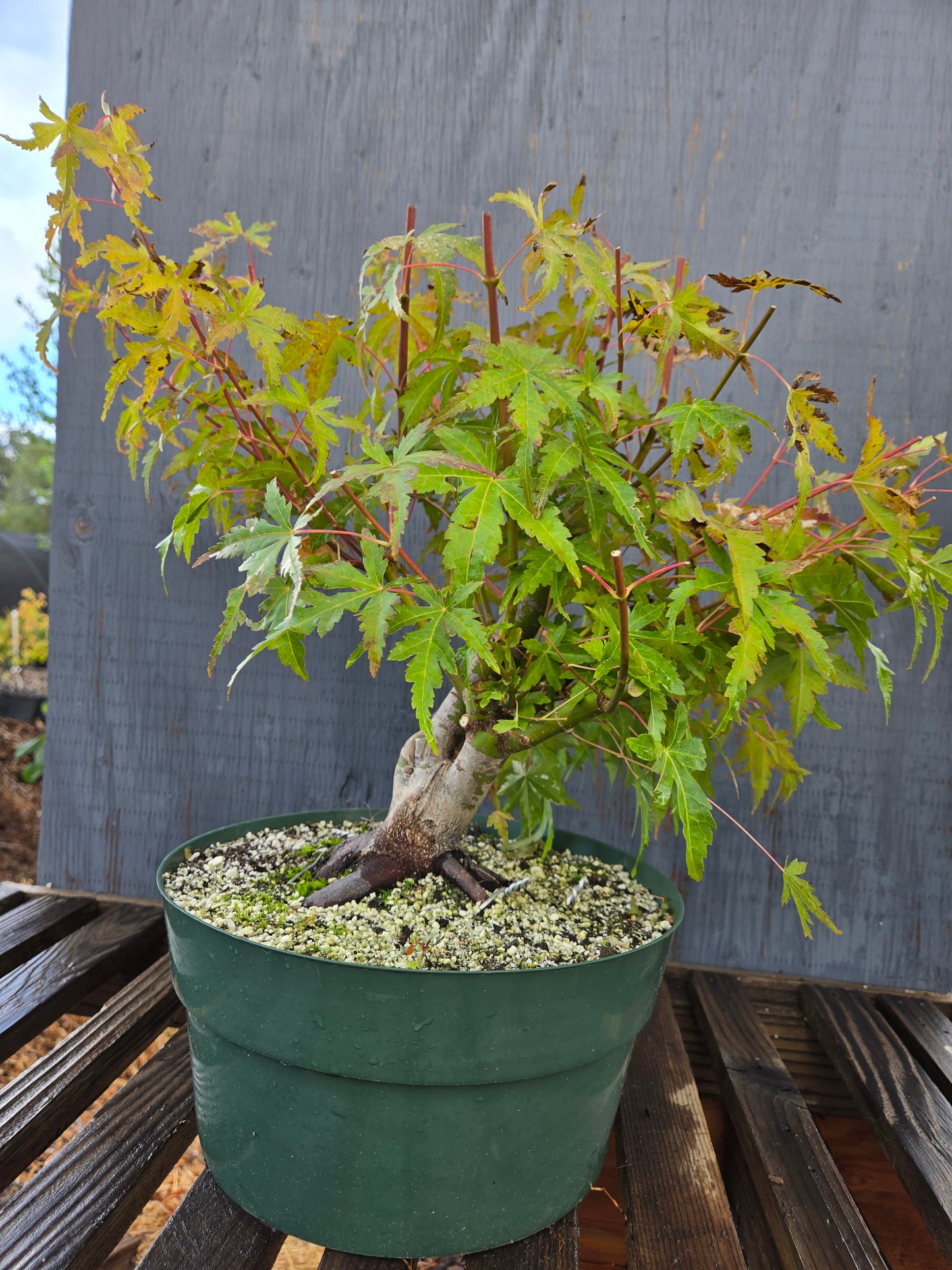 Field Grown Japanese Maple, Acer palmatum. AutAp22
