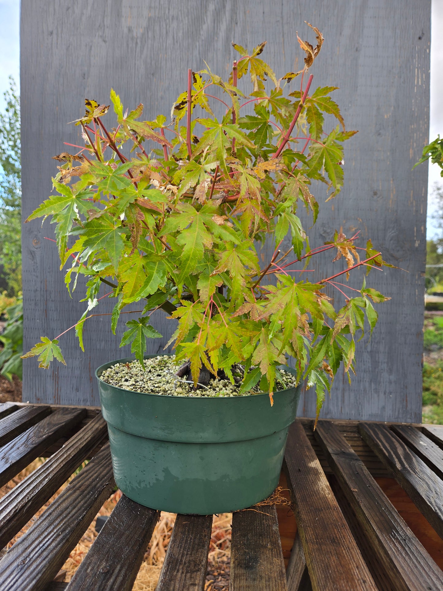 Field Grown Japanese Maple, Acer palmatum. AutAp22