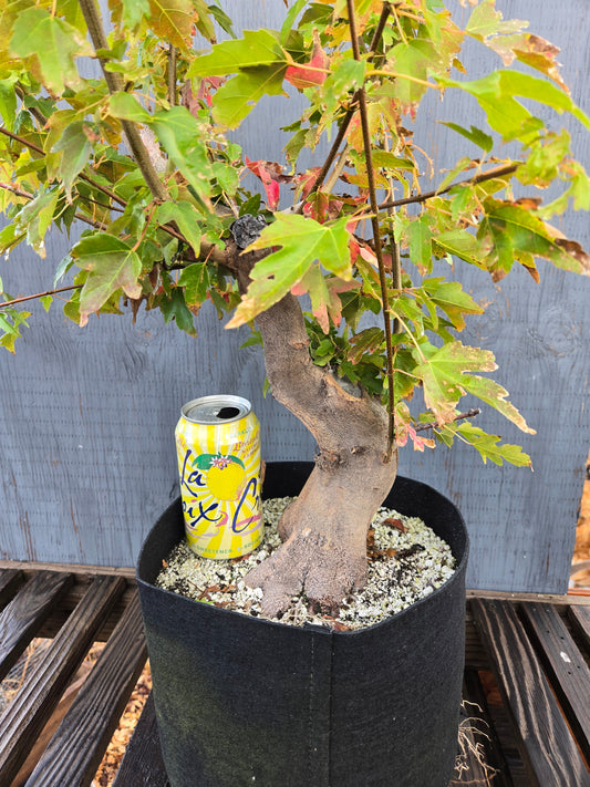 Trident Maple, Acer buergerianum, AutAb25