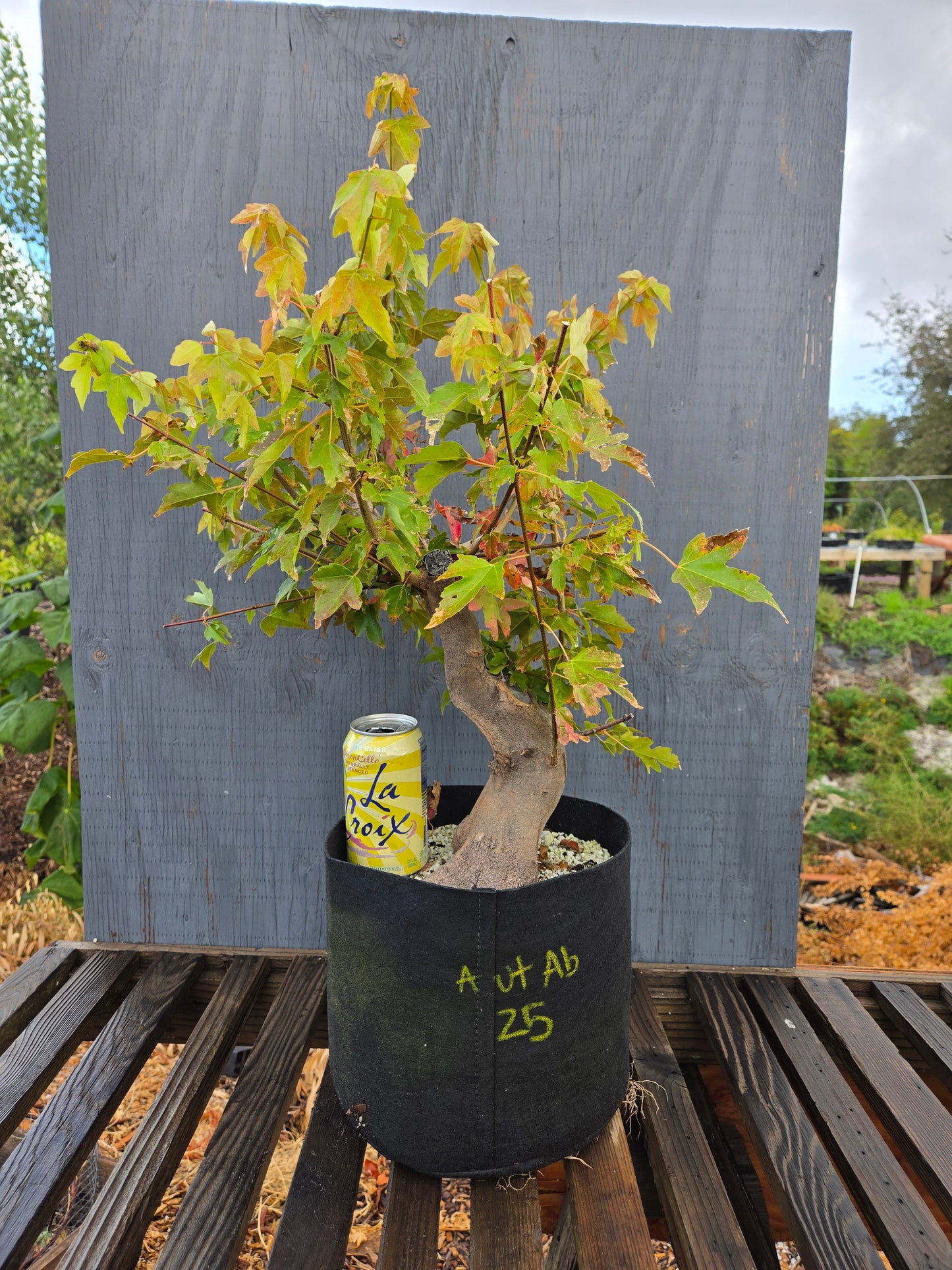 Trident Maple, Acer buergerianum, AutAb25