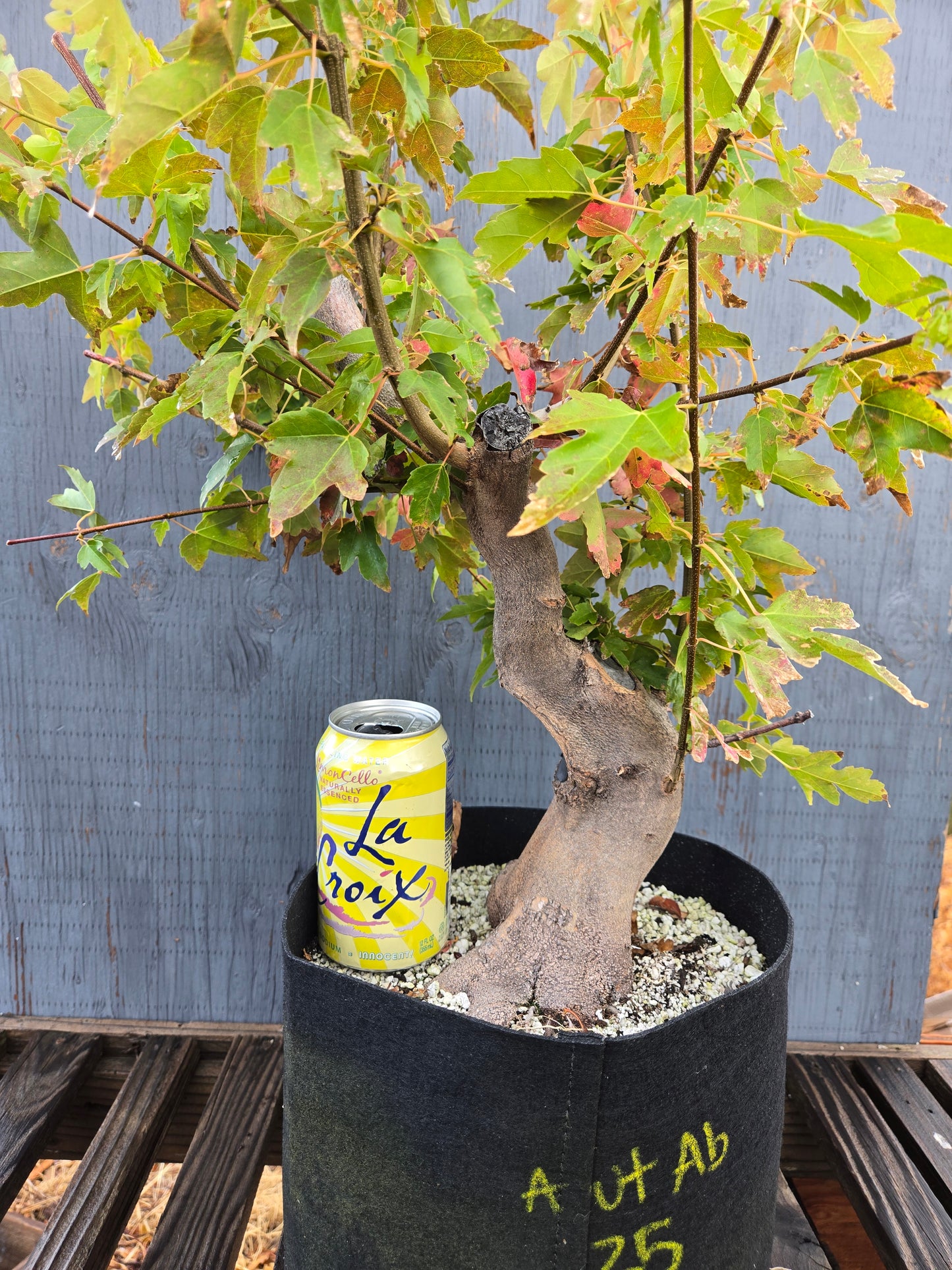 Trident Maple, Acer buergerianum, AutAb25