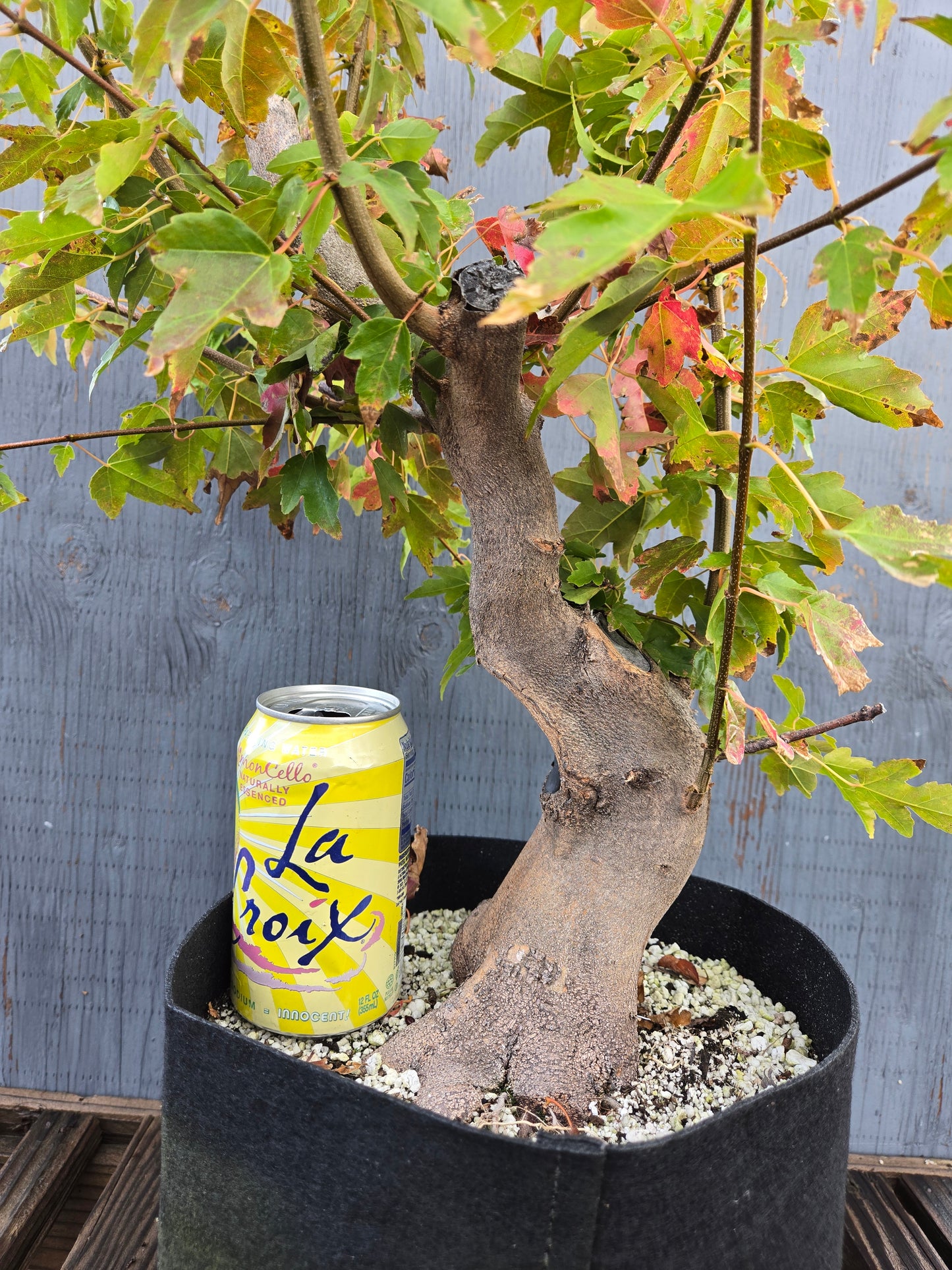 Trident Maple, Acer buergerianum, AutAb25