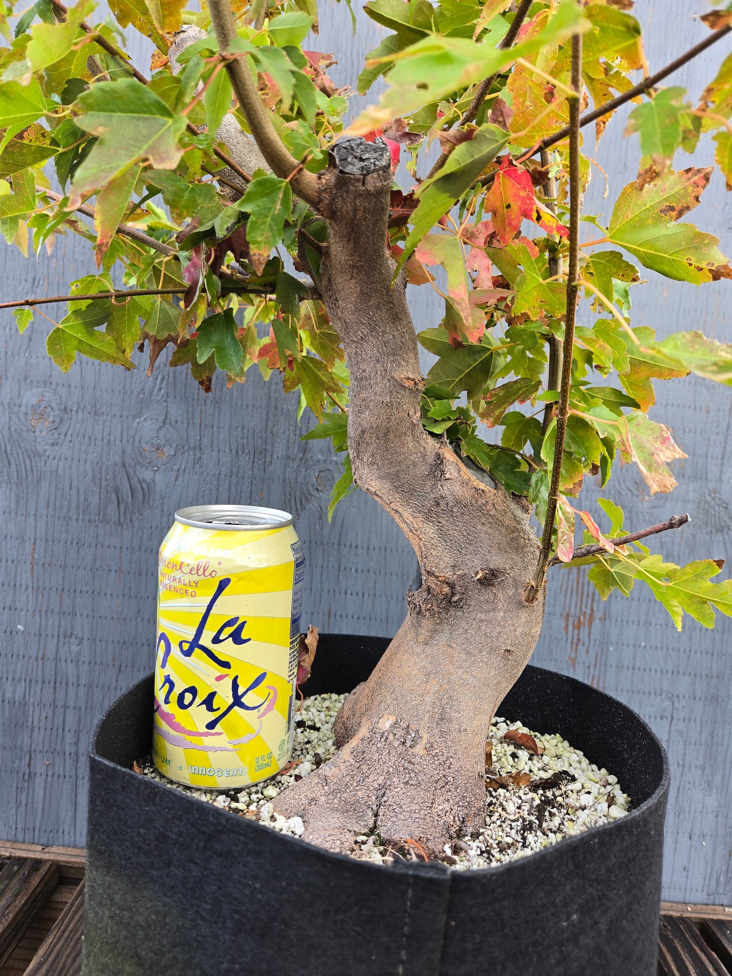 Trident Maple, Acer buergerianum, AutAb25