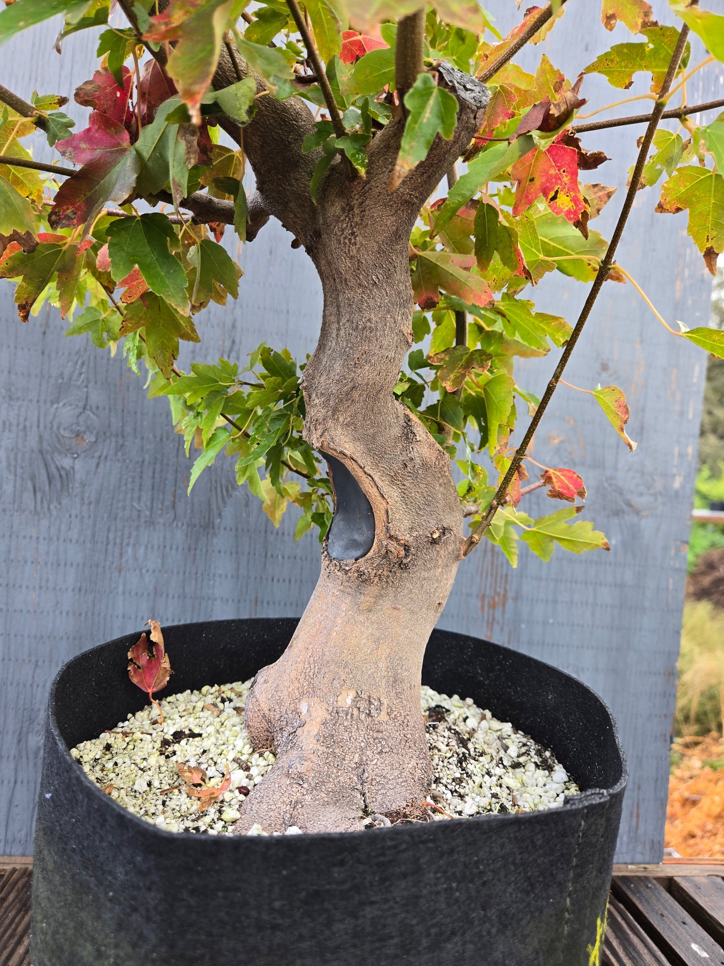 Trident Maple, Acer buergerianum, AutAb25