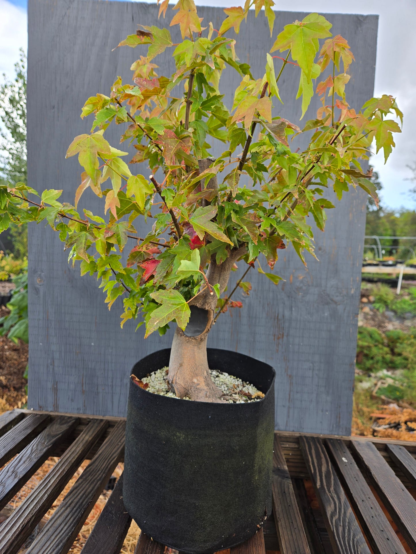 Trident Maple, Acer buergerianum, AutAb25