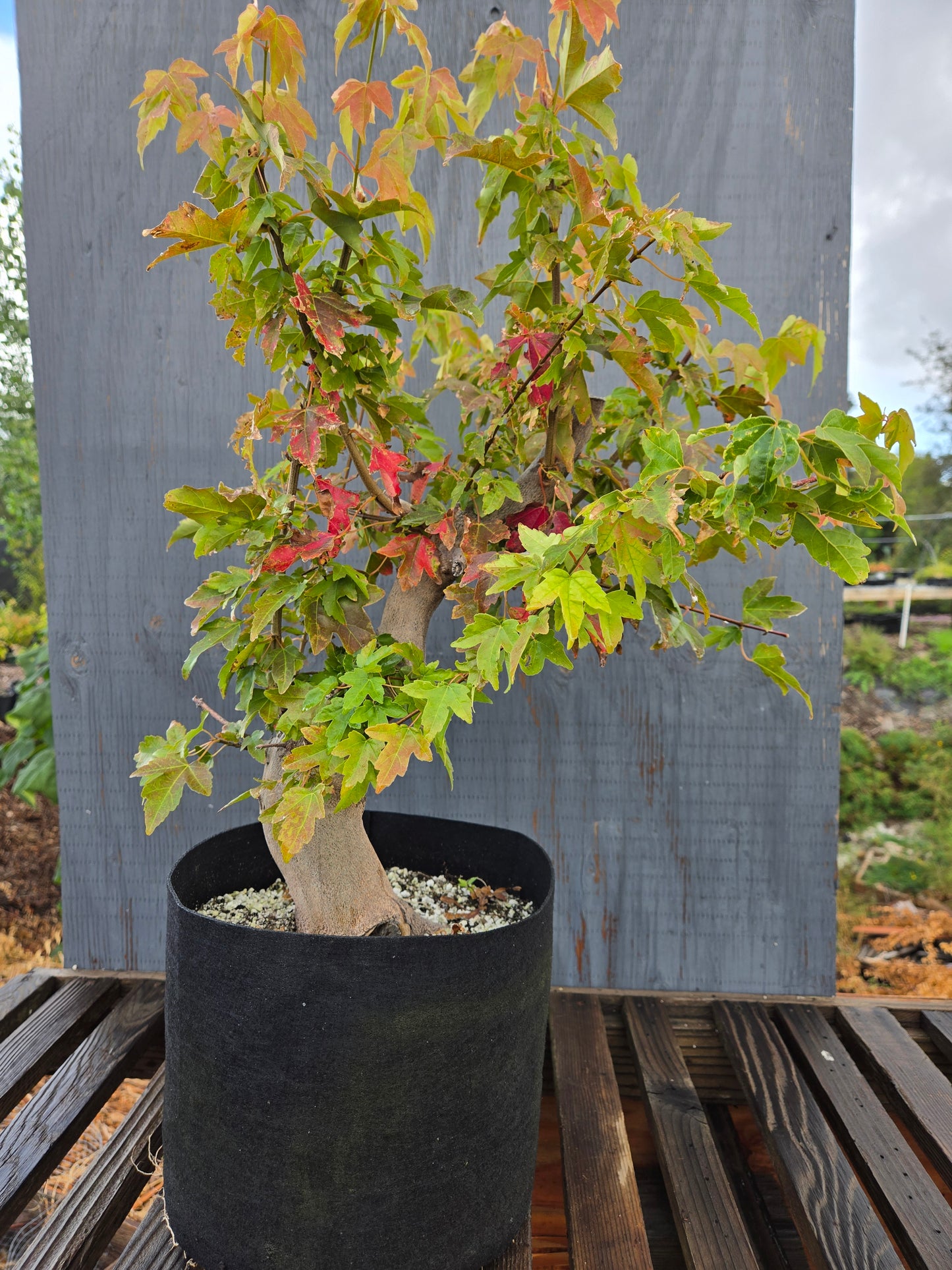 Trident Maple, Acer buergerianum, AutAb25