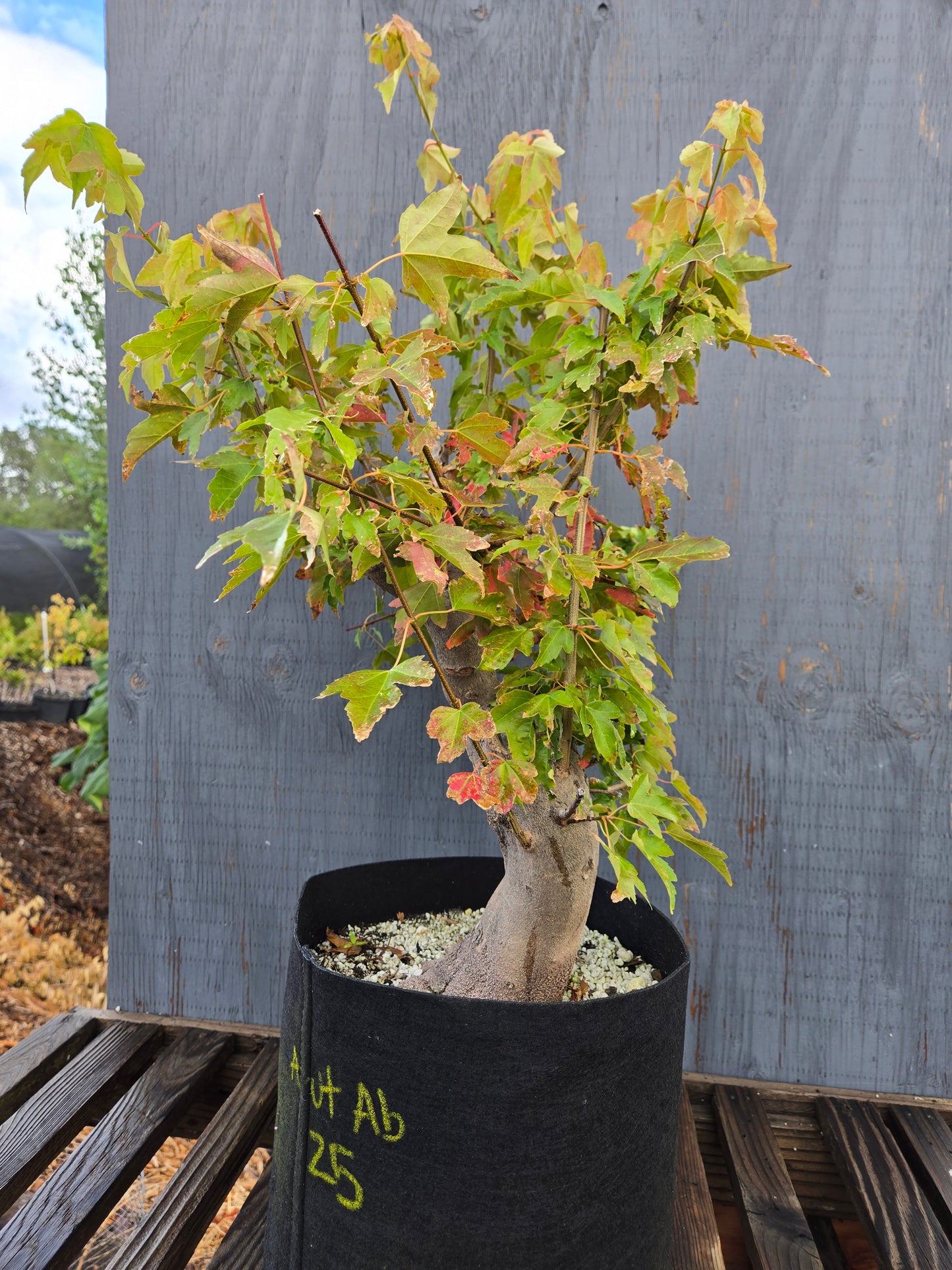 Trident Maple, Acer buergerianum, AutAb25