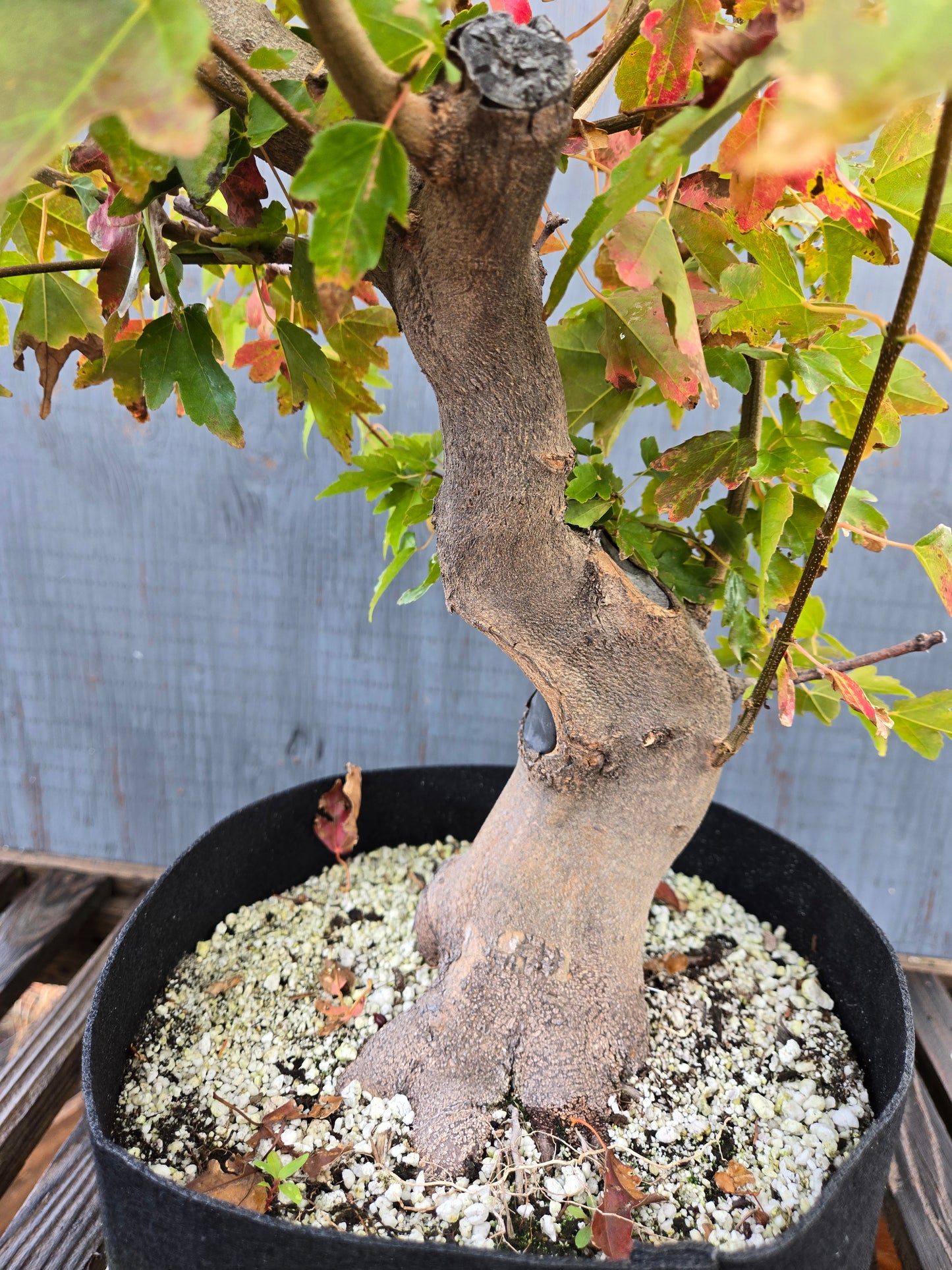 Trident Maple, Acer buergerianum, AutAb25