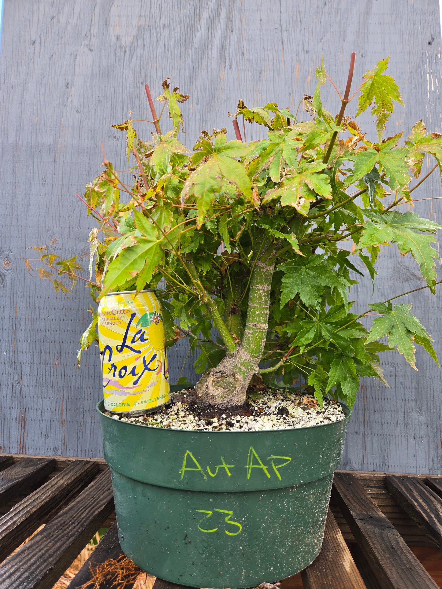 Field Grown Japanese Maple, Acer palmatum. AutAp23