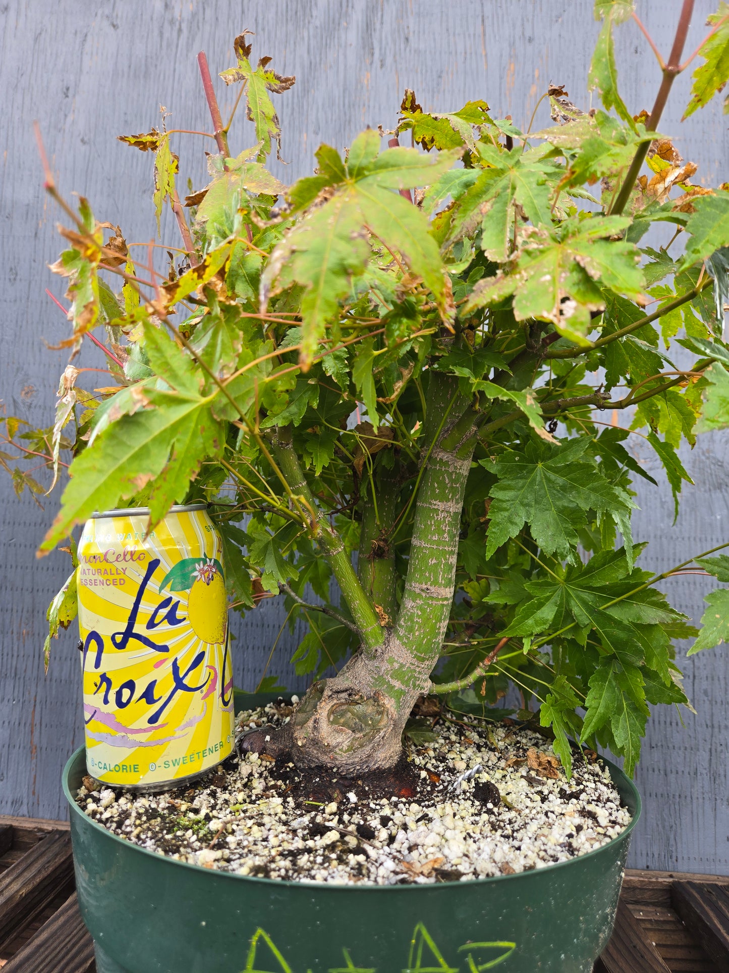 Field Grown Japanese Maple, Acer palmatum. AutAp23
