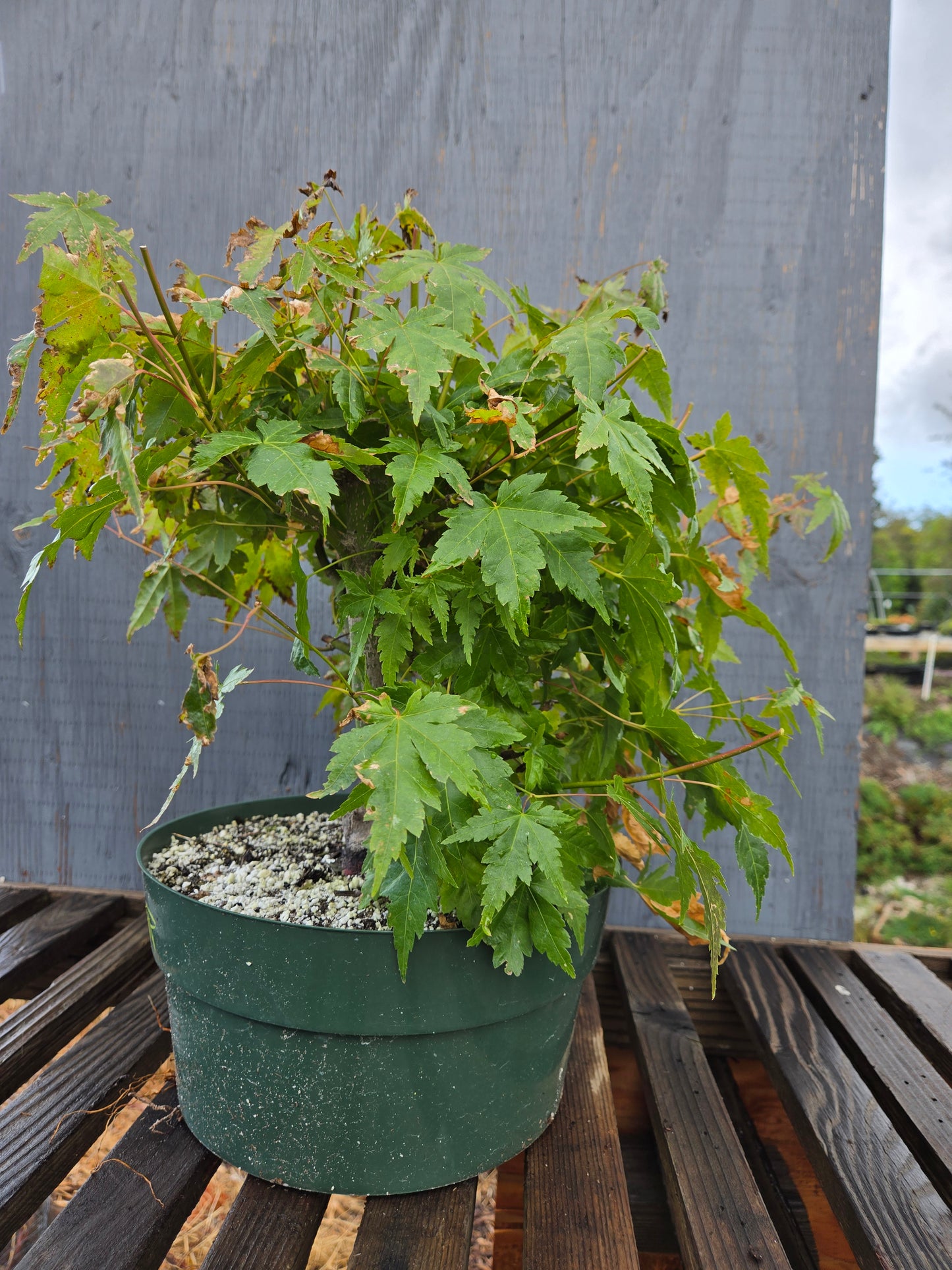 Field Grown Japanese Maple, Acer palmatum. AutAp23