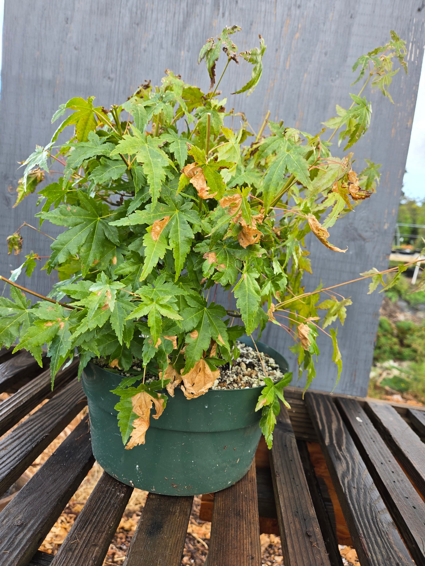 Field Grown Japanese Maple, Acer palmatum. AutAp23