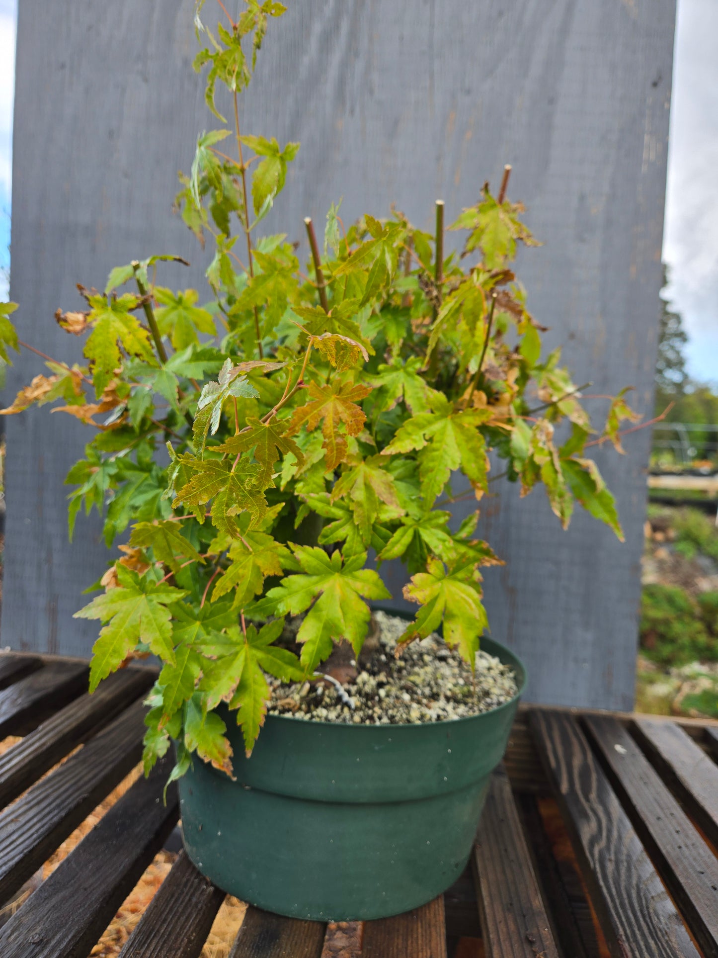 Field Grown Japanese Maple, Acer palmatum. AutAp23