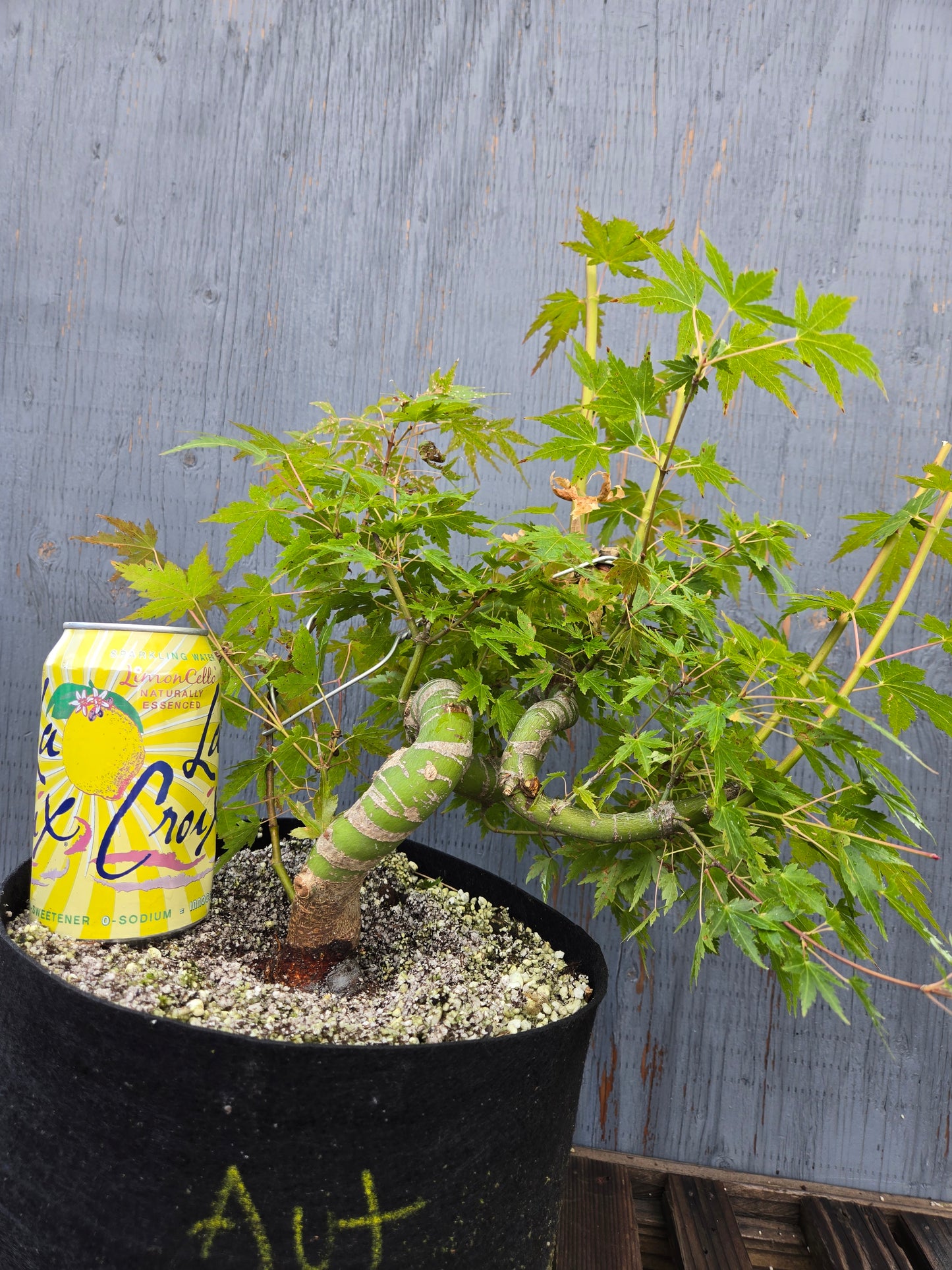 Field Grown Japanese Maple, Acer palmatum. AutAp26