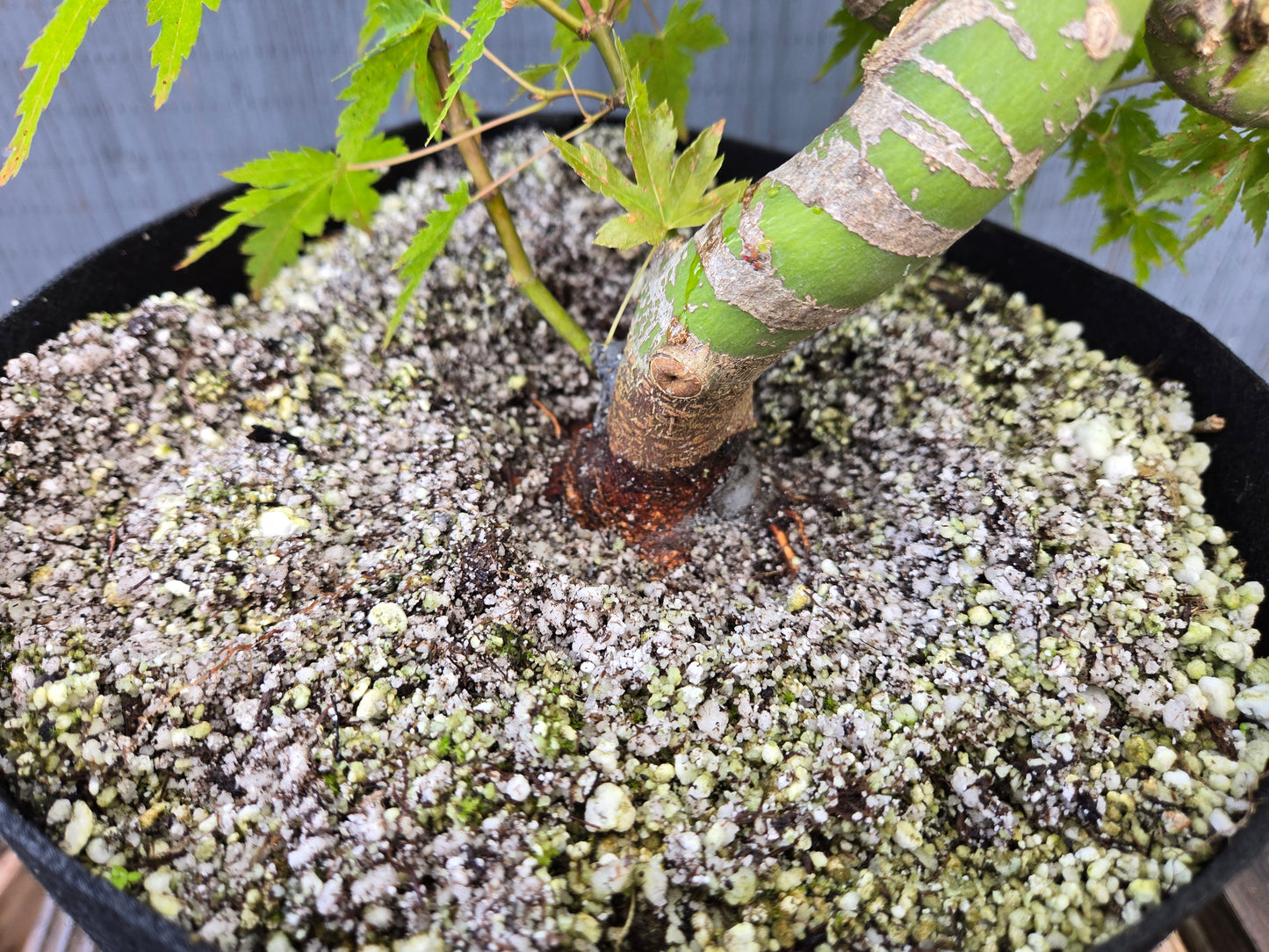 Field Grown Japanese Maple, Acer palmatum. AutAp26
