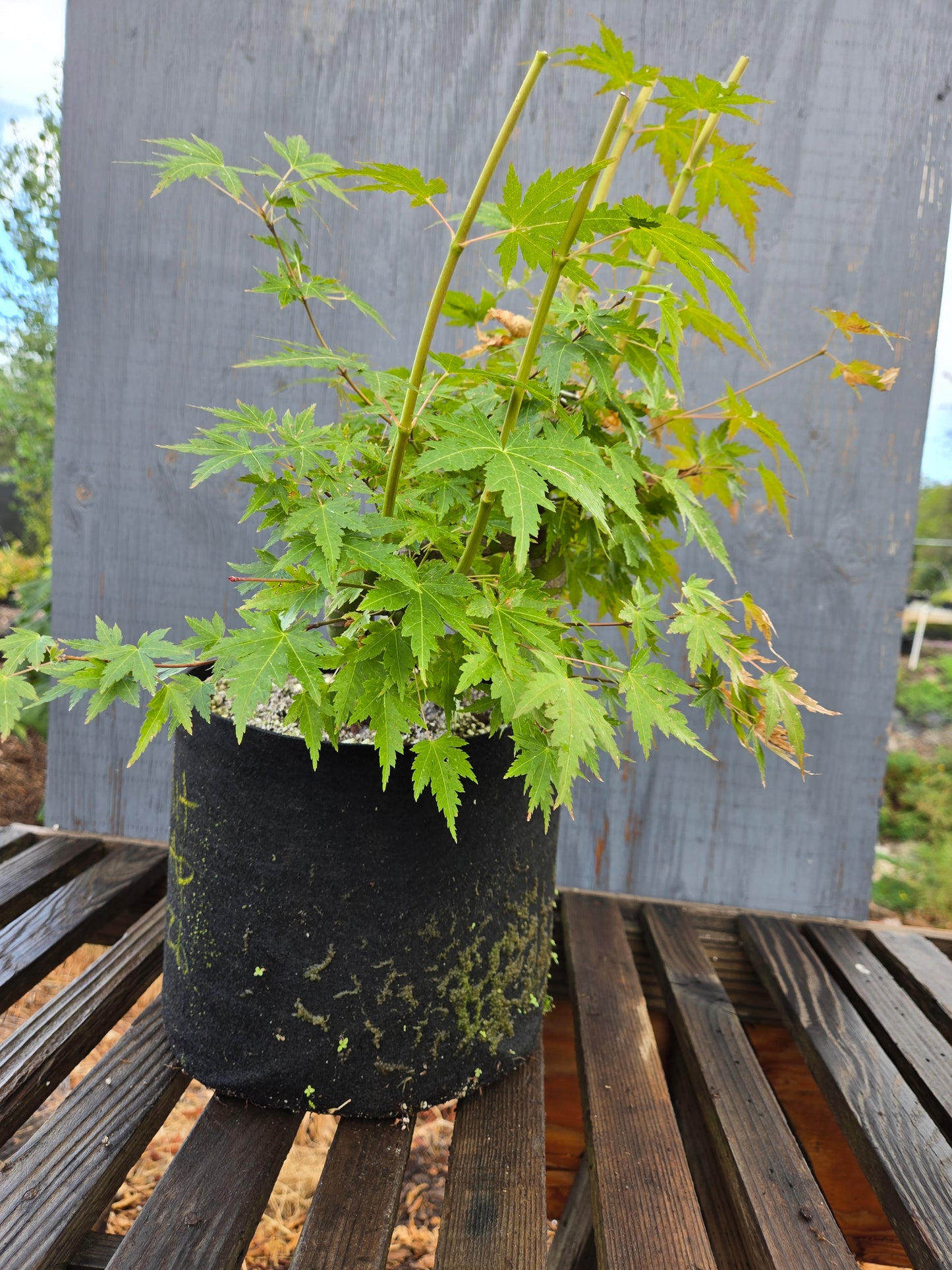 Field Grown Japanese Maple, Acer palmatum. AutAp26