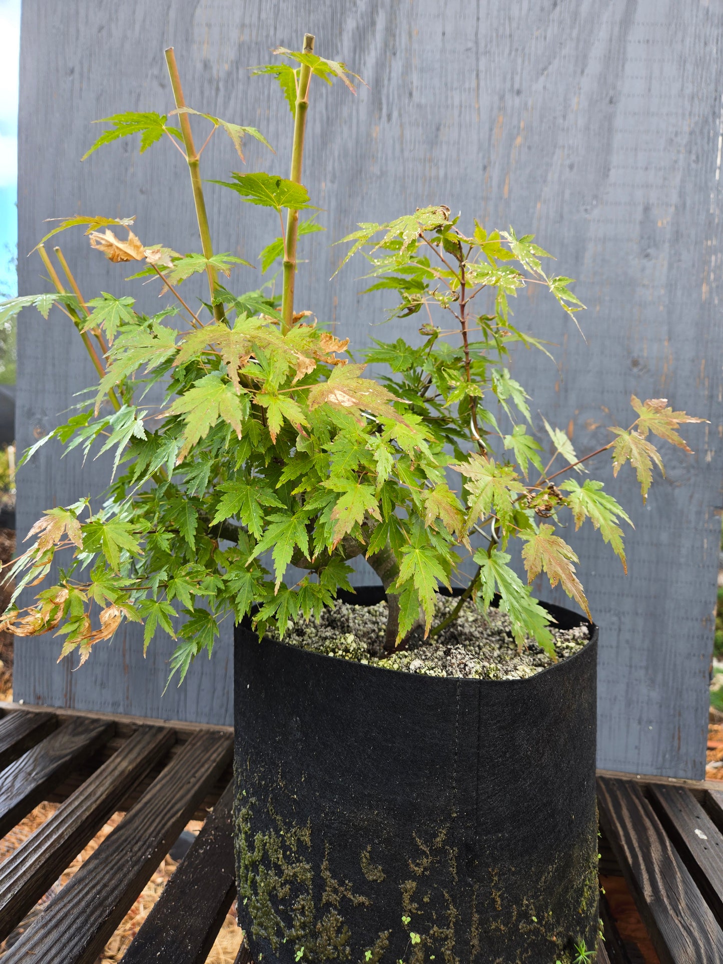 Field Grown Japanese Maple, Acer palmatum. AutAp26