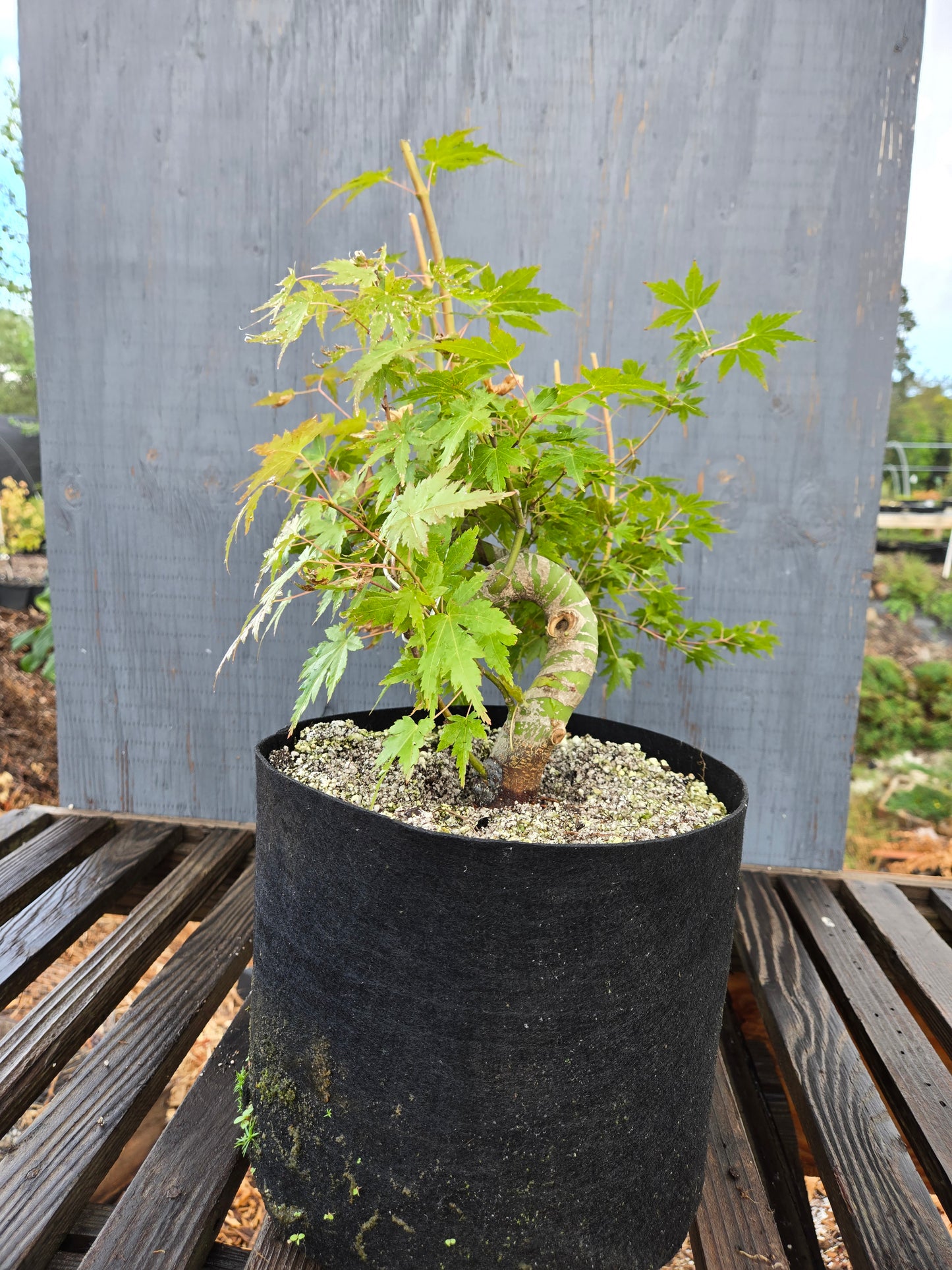 Field Grown Japanese Maple, Acer palmatum. AutAp26
