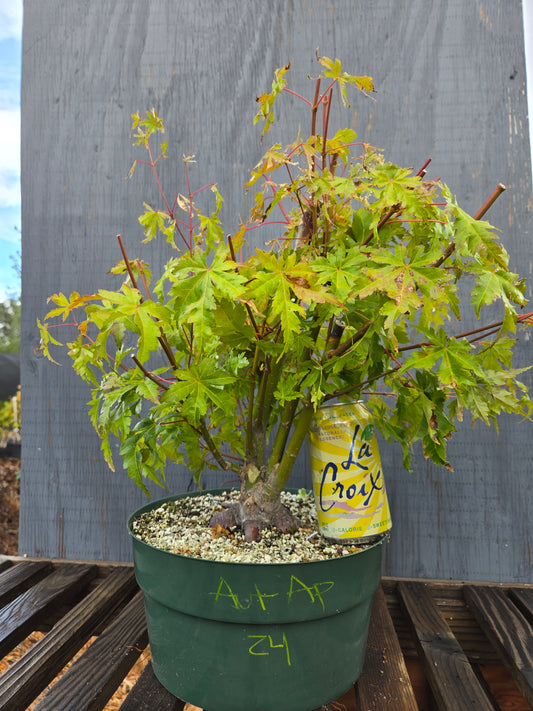 Field Grown Japanese Maple, Acer palmatum. AutAp24