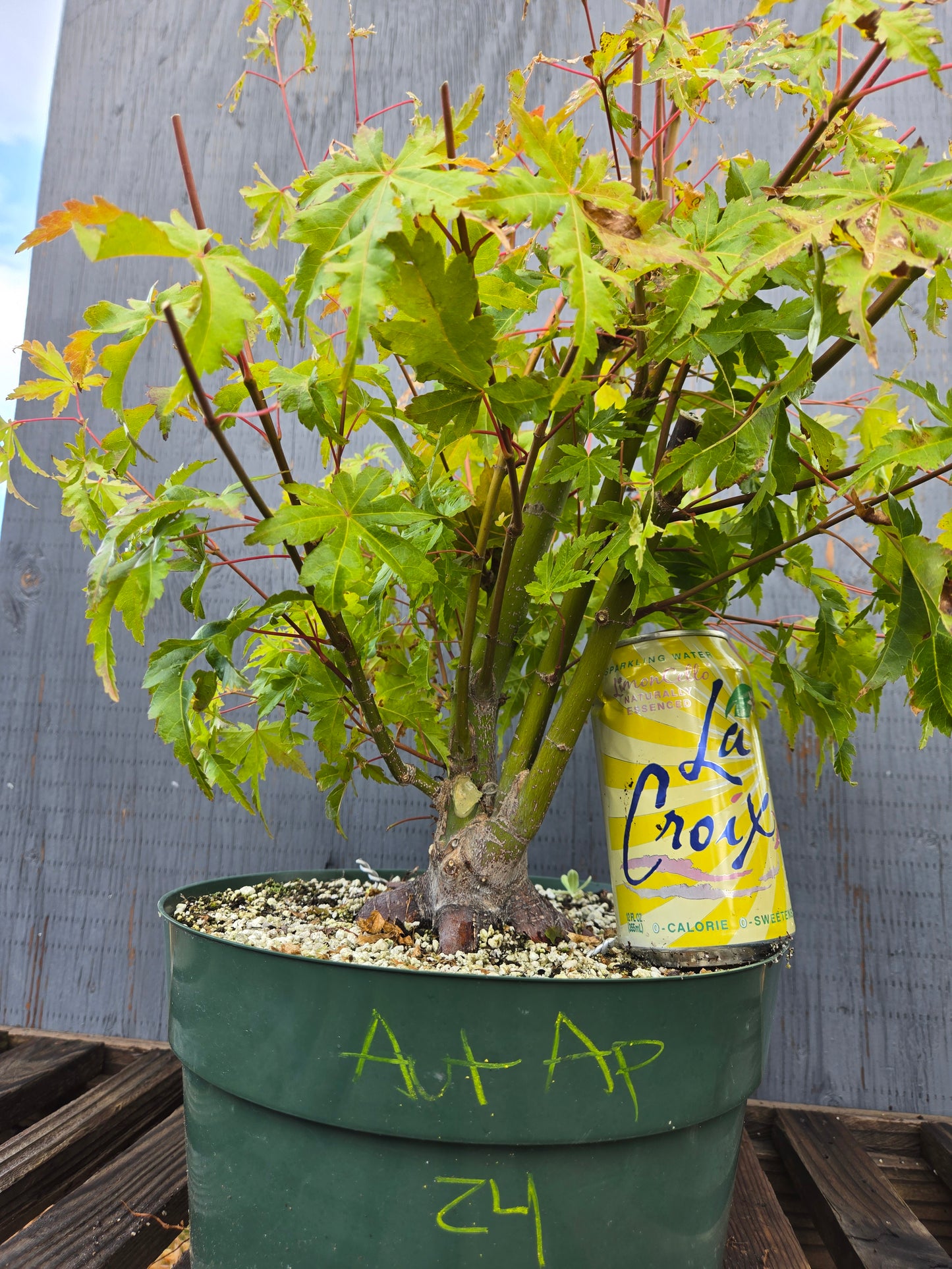 Field Grown Japanese Maple, Acer palmatum. AutAp24
