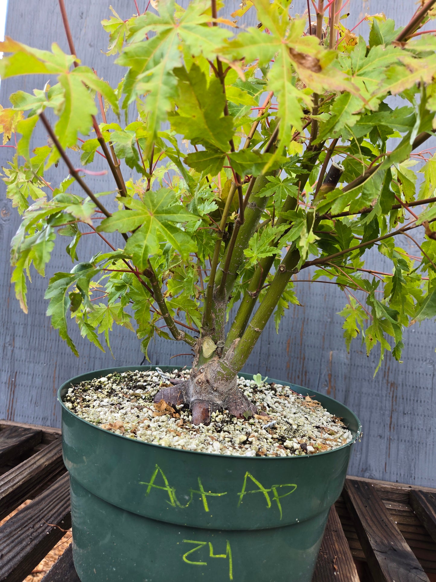 Field Grown Japanese Maple, Acer palmatum. AutAp24