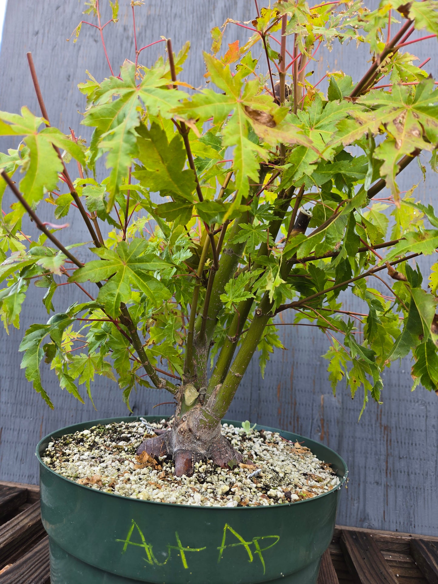 Field Grown Japanese Maple, Acer palmatum. AutAp24