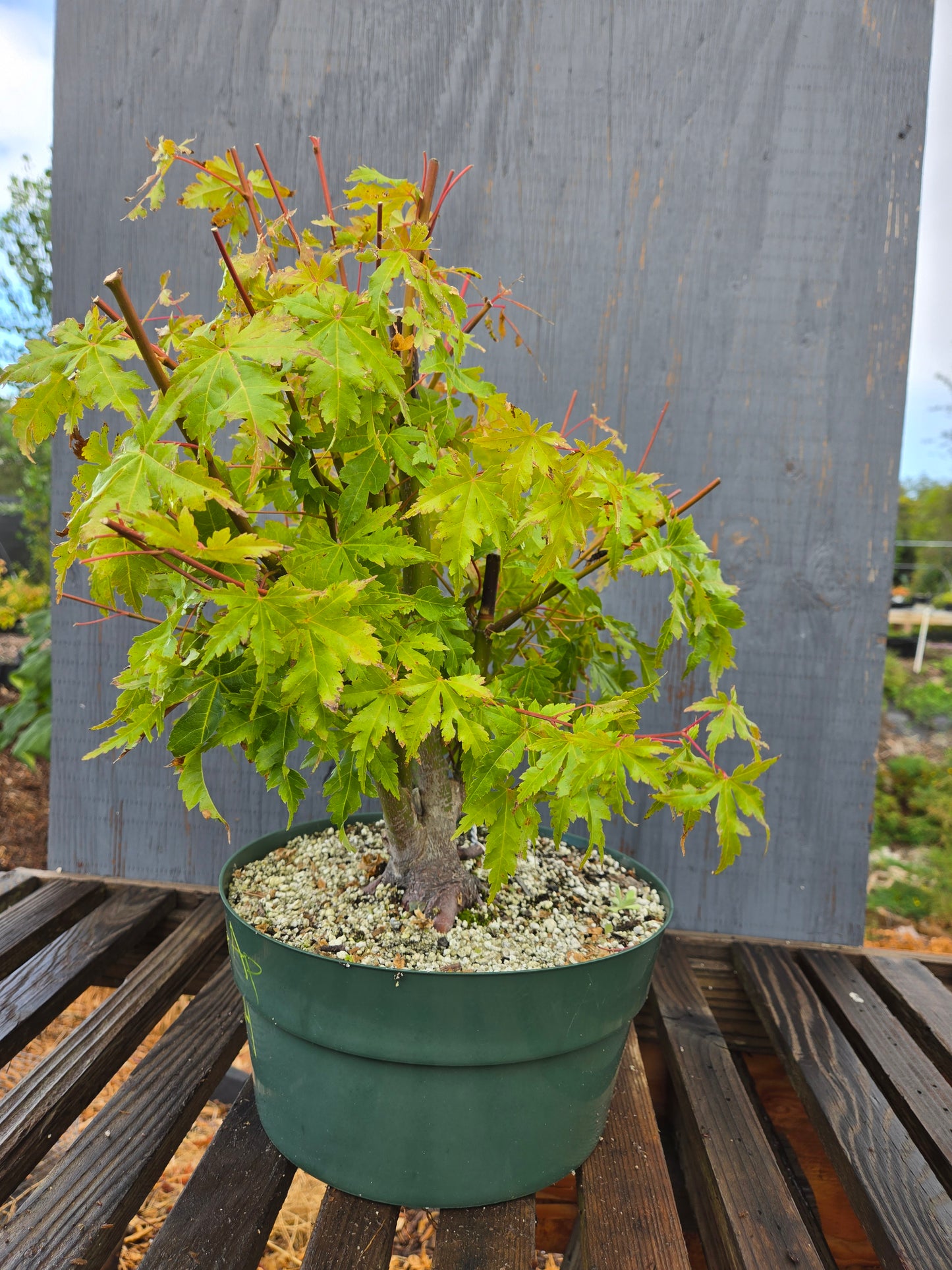 Field Grown Japanese Maple, Acer palmatum. AutAp24