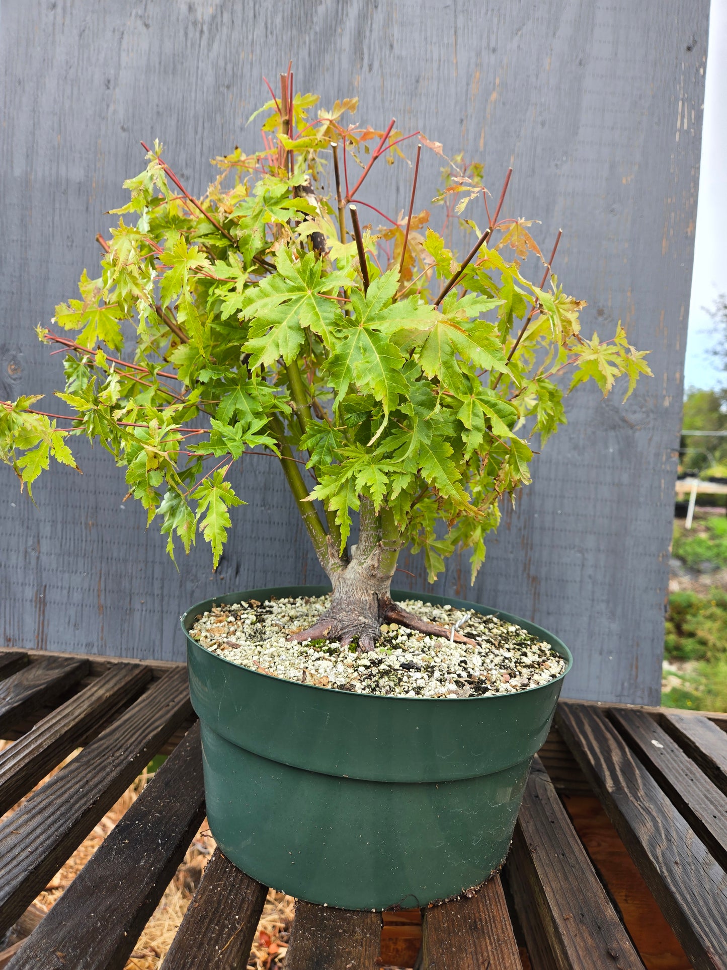 Field Grown Japanese Maple, Acer palmatum. AutAp24