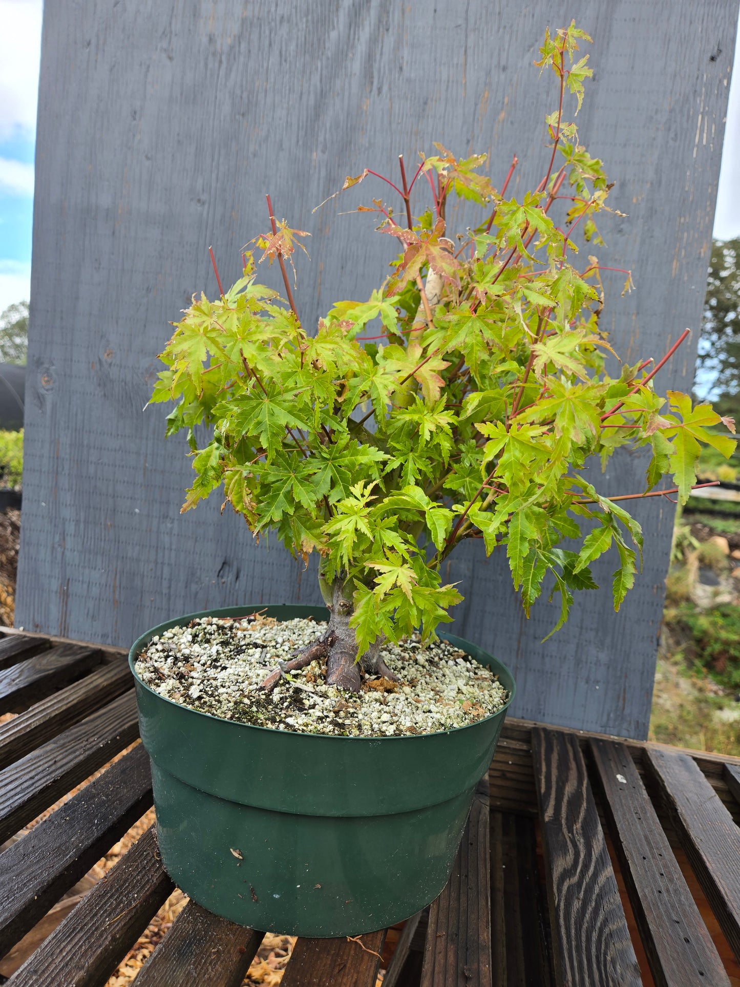 Field Grown Japanese Maple, Acer palmatum. AutAp24