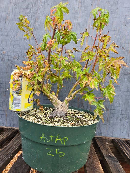 Field Grown Japanese Maple, Acer palmatum. AutAp25