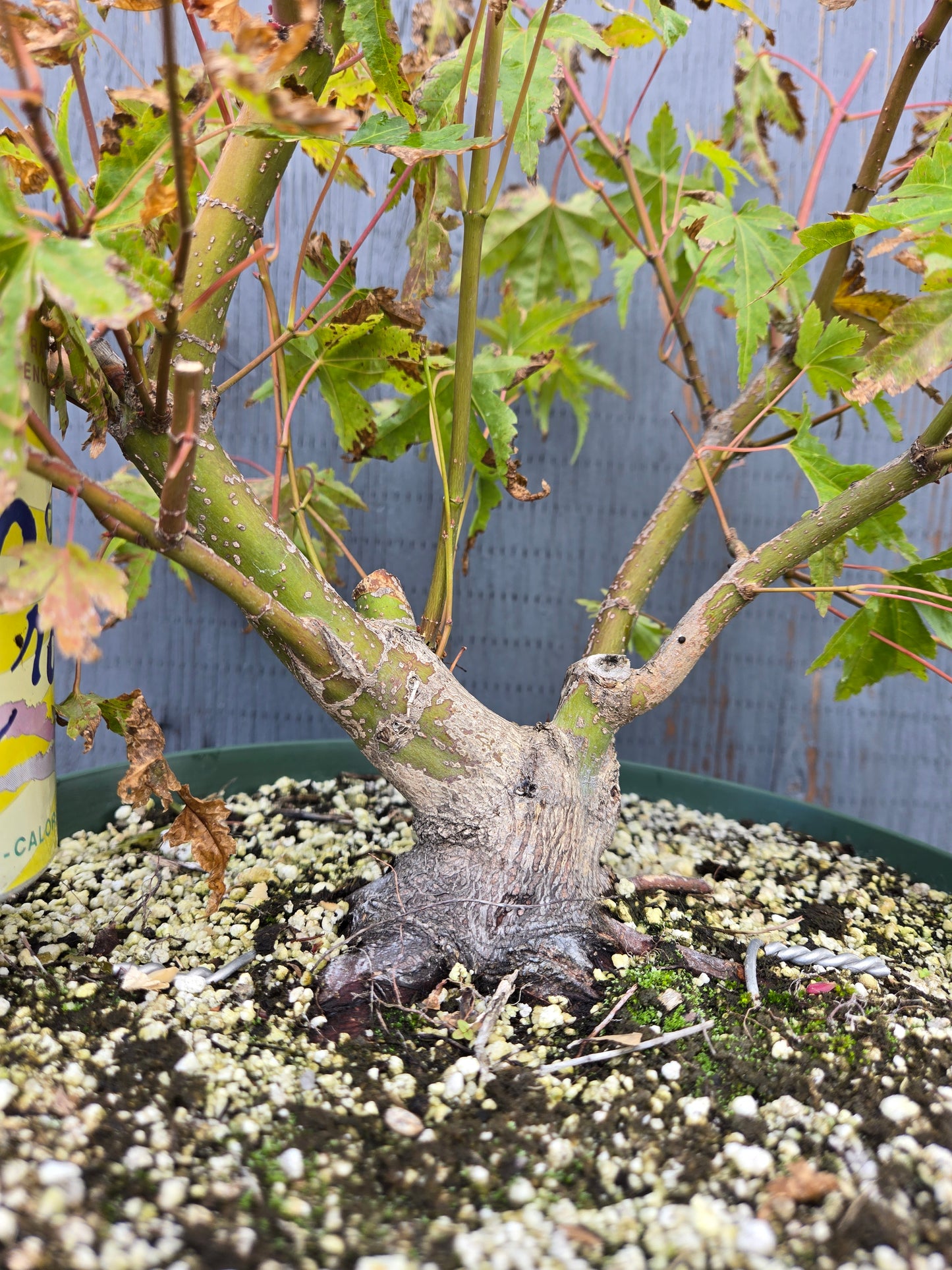 Field Grown Japanese Maple, Acer palmatum. AutAp25