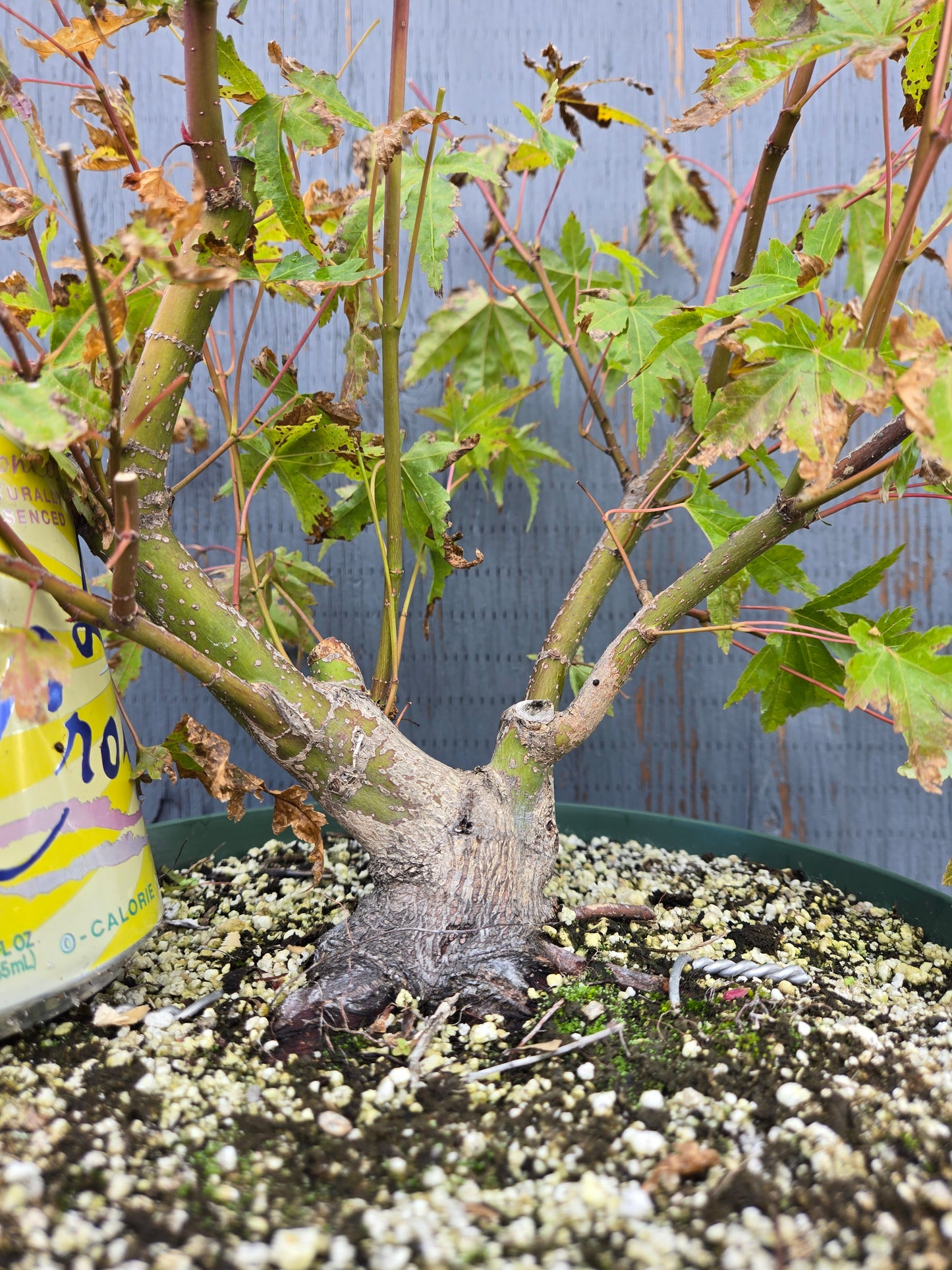 Field Grown Japanese Maple, Acer palmatum. AutAp25