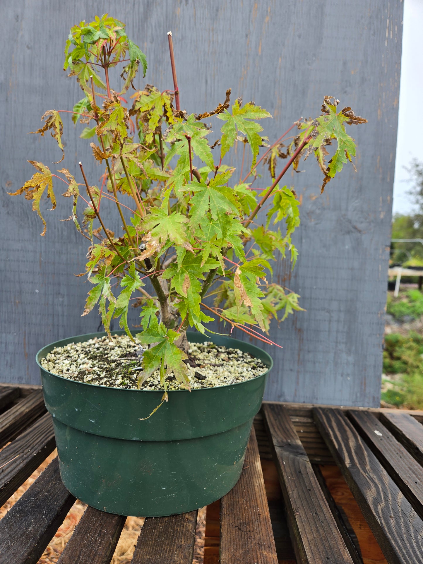 Field Grown Japanese Maple, Acer palmatum. AutAp25