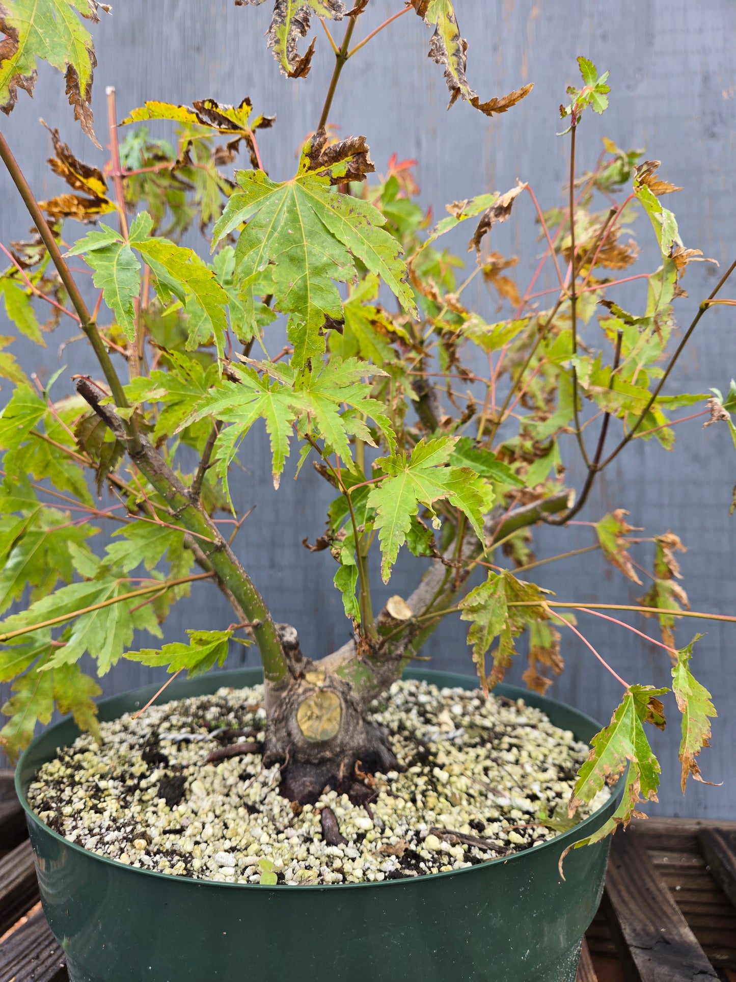 Field Grown Japanese Maple, Acer palmatum. AutAp25