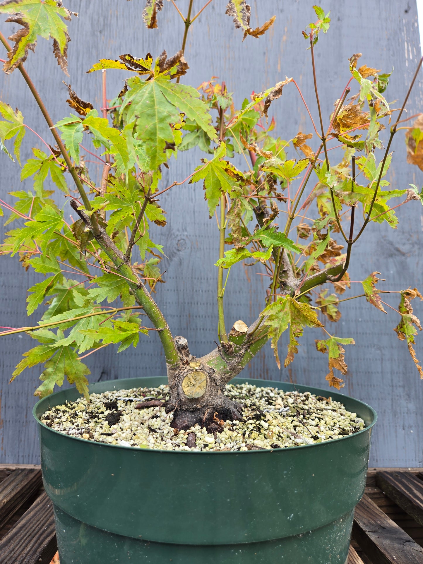 Field Grown Japanese Maple, Acer palmatum. AutAp25