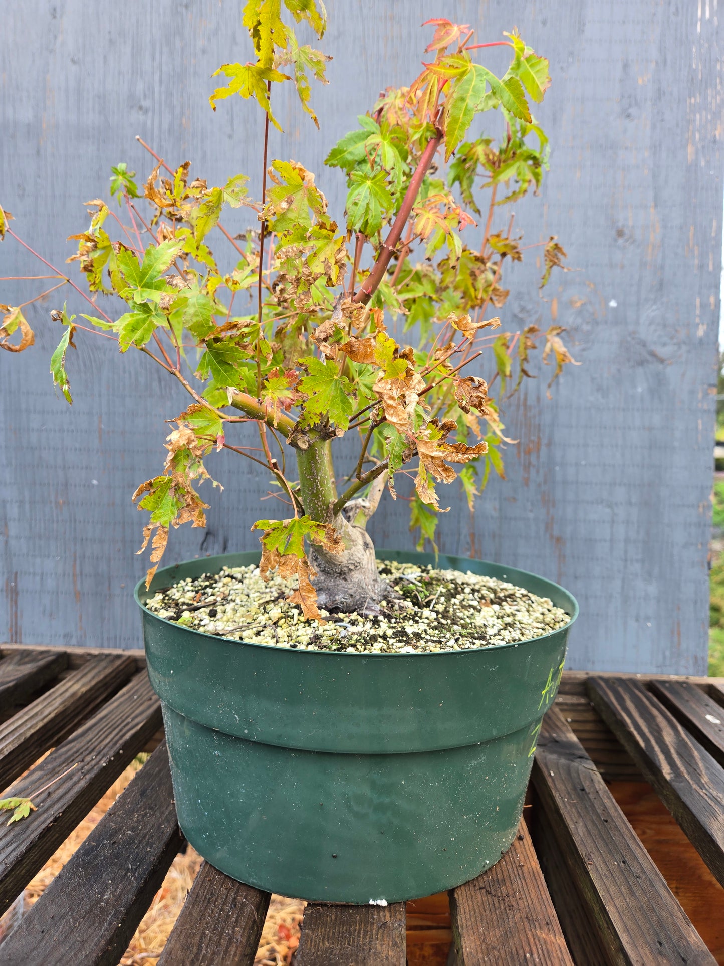Field Grown Japanese Maple, Acer palmatum. AutAp25
