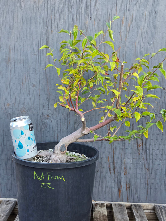 Field grown Formosan Styrax, AutForm22