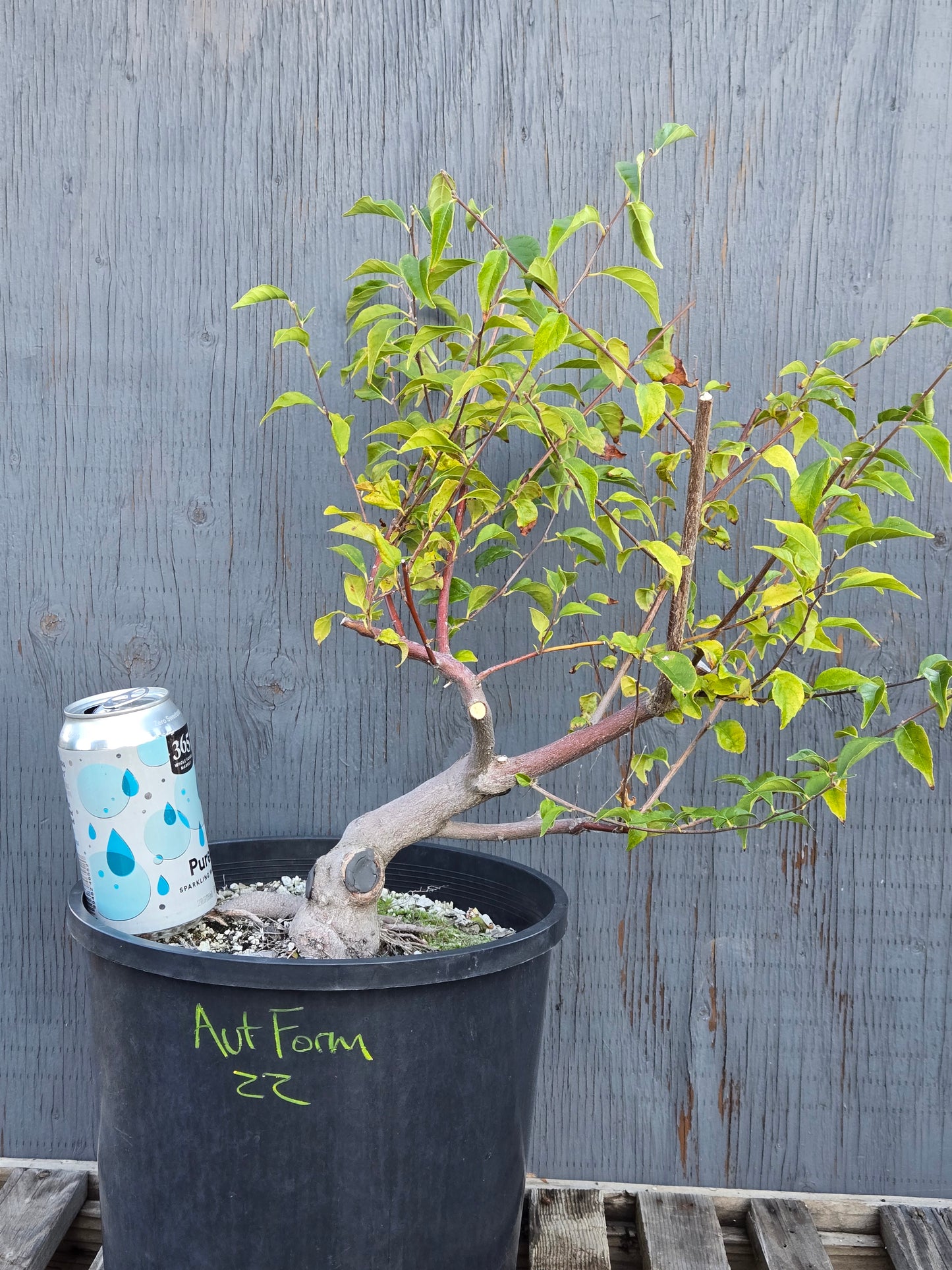 Field grown Formosan Styrax, AutForm22