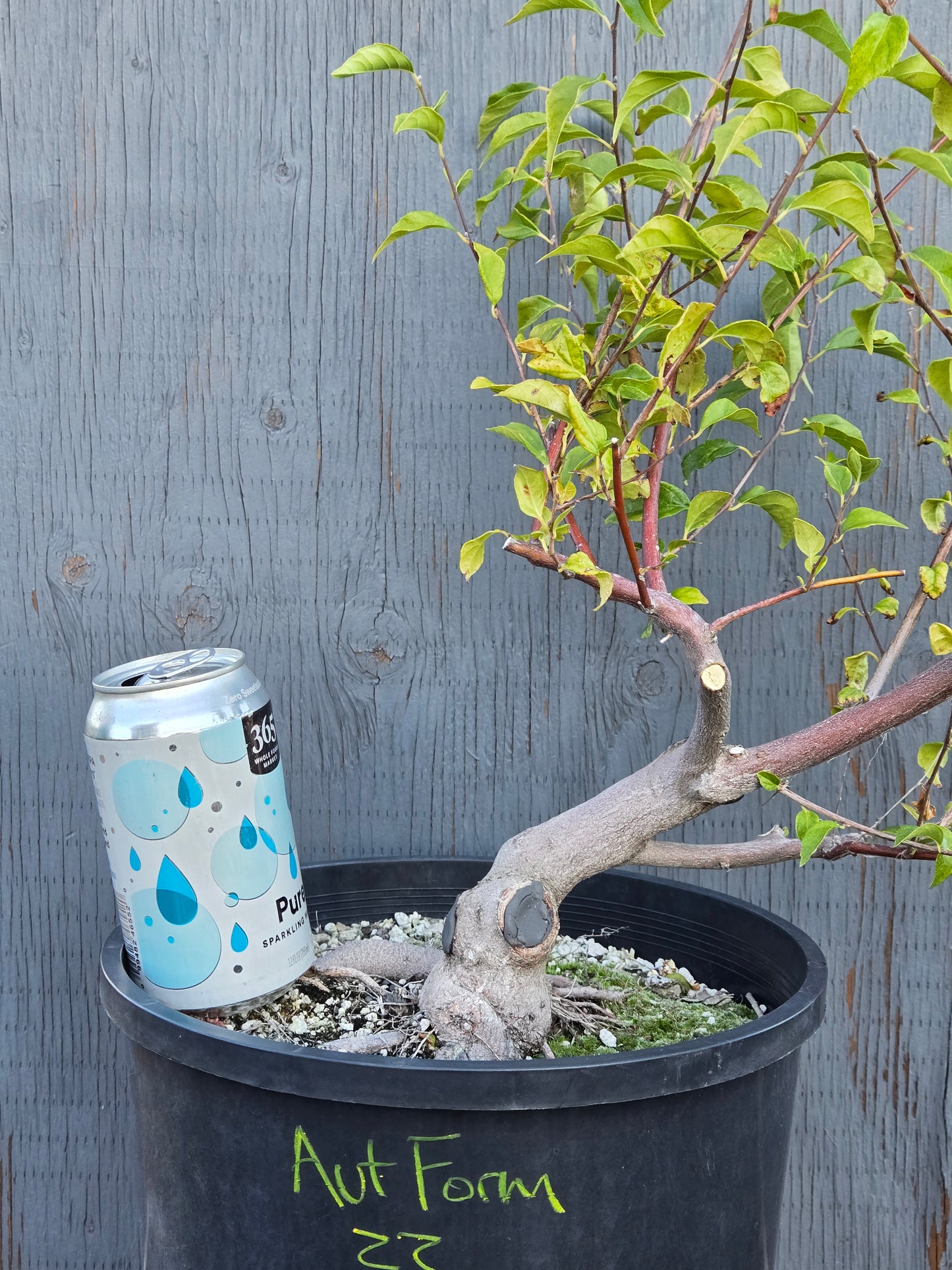 Field grown Formosan Styrax, AutForm22