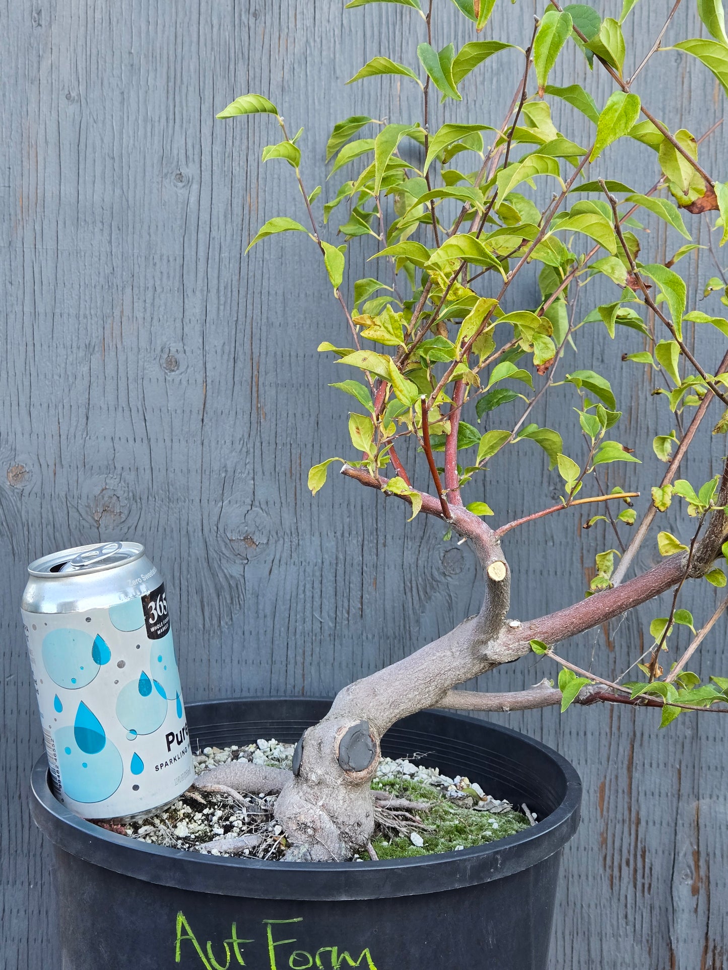 Field grown Formosan Styrax, AutForm22