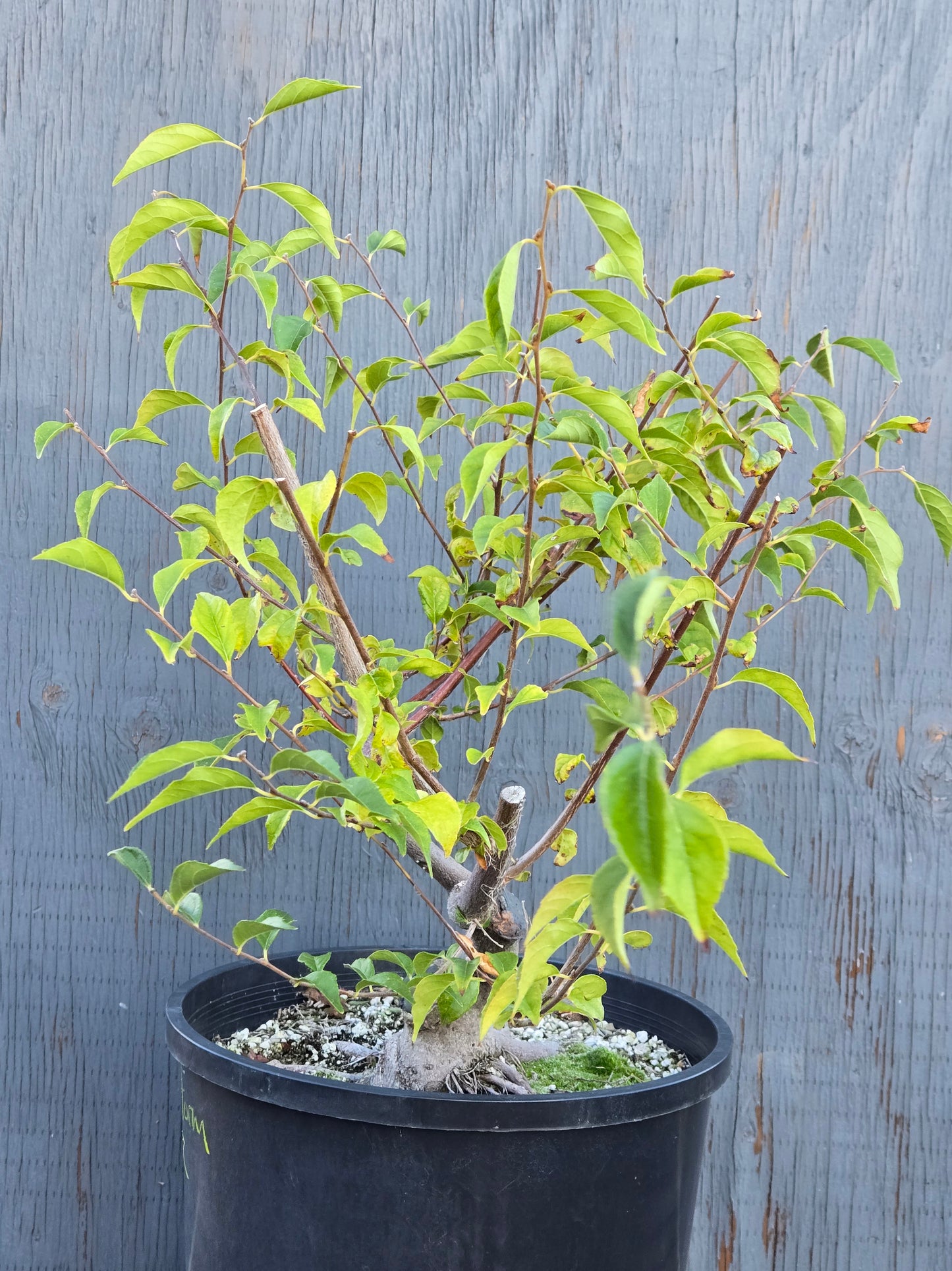Field grown Formosan Styrax, AutForm22