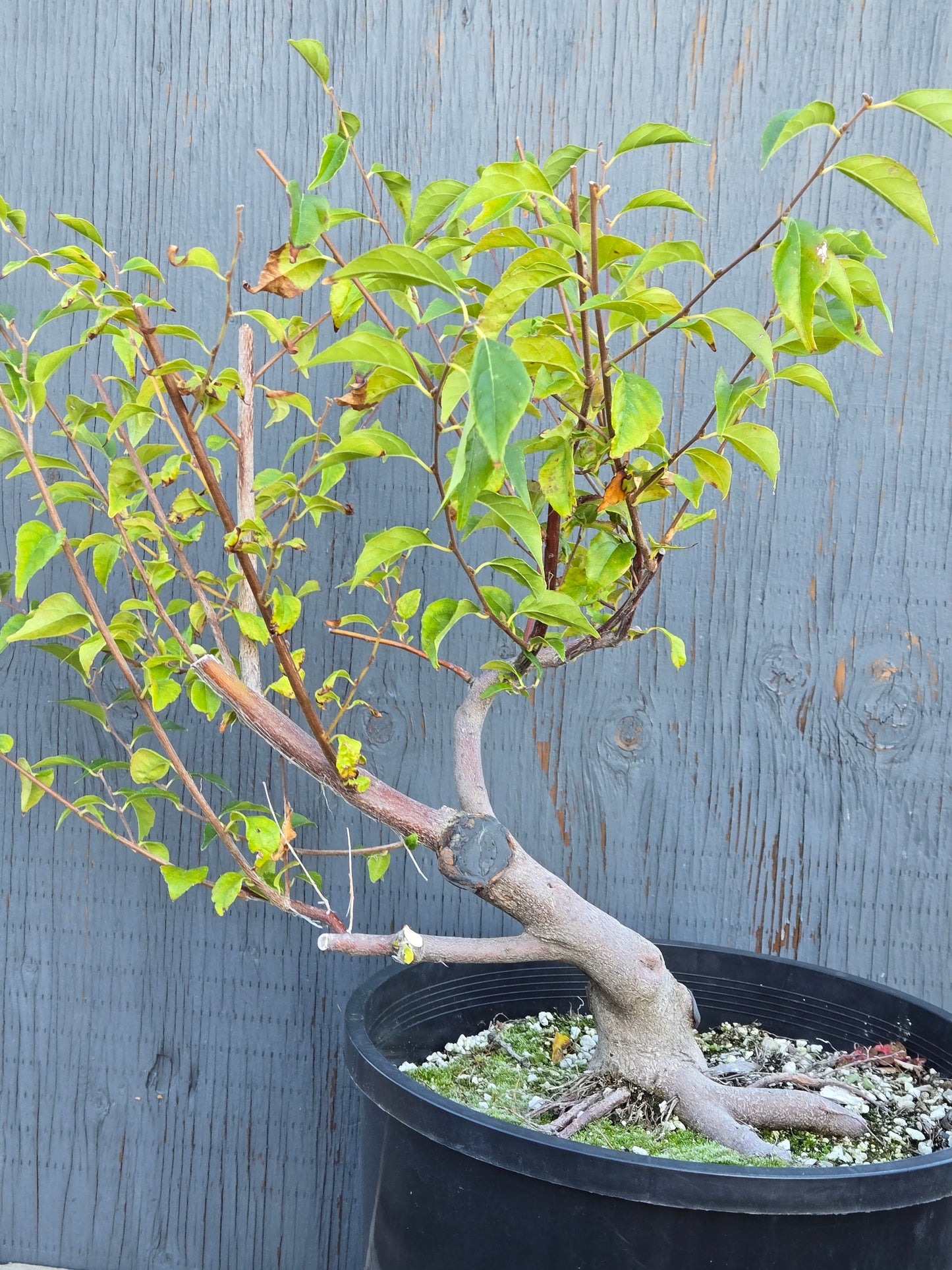 Field grown Formosan Styrax, AutForm22